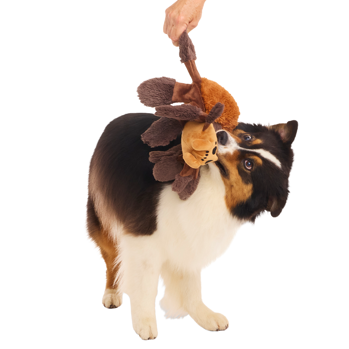 Aragog™ Plush Extra-Large + Tug Dog Toy