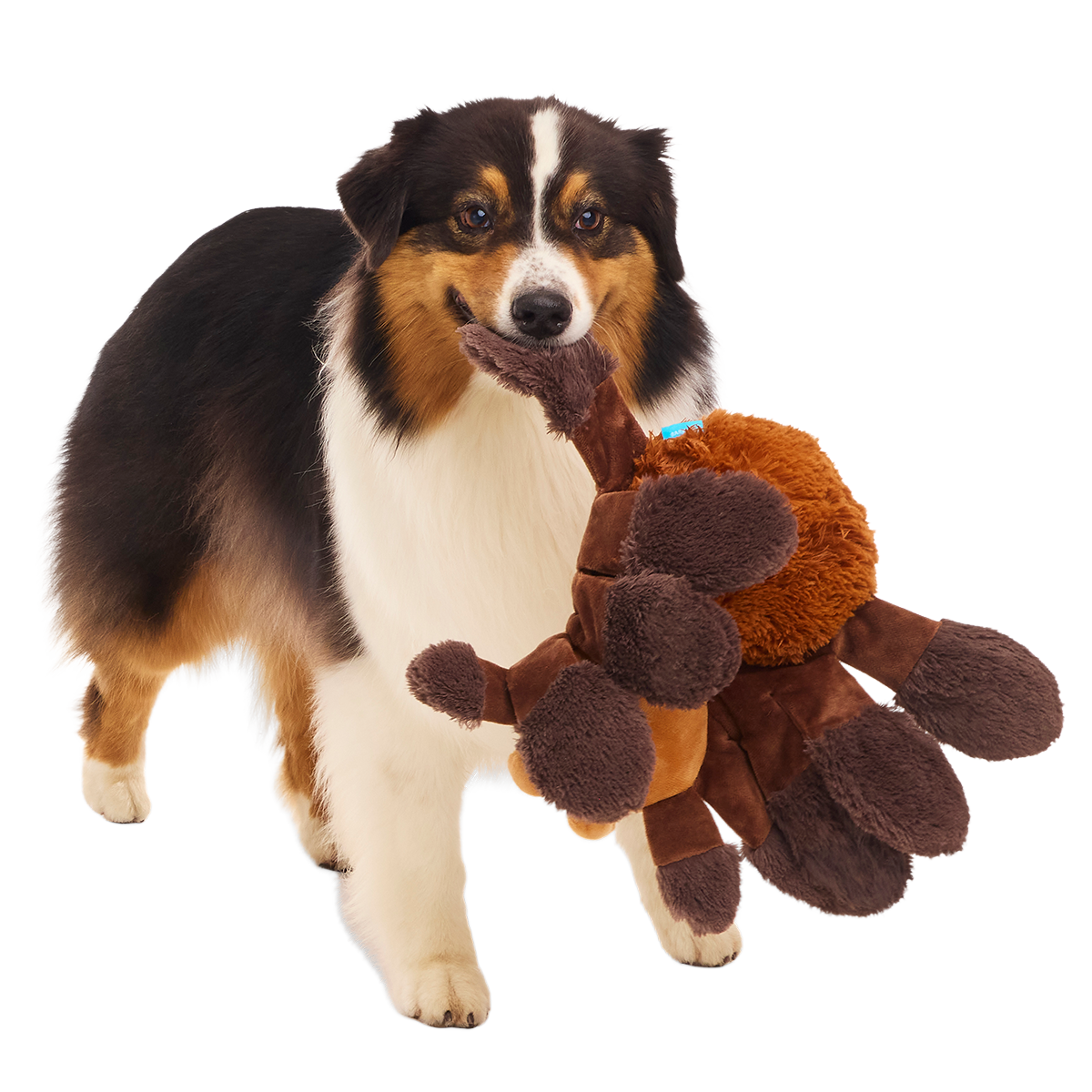 Aragog™ Plush Extra-Large + Tug Dog Toy