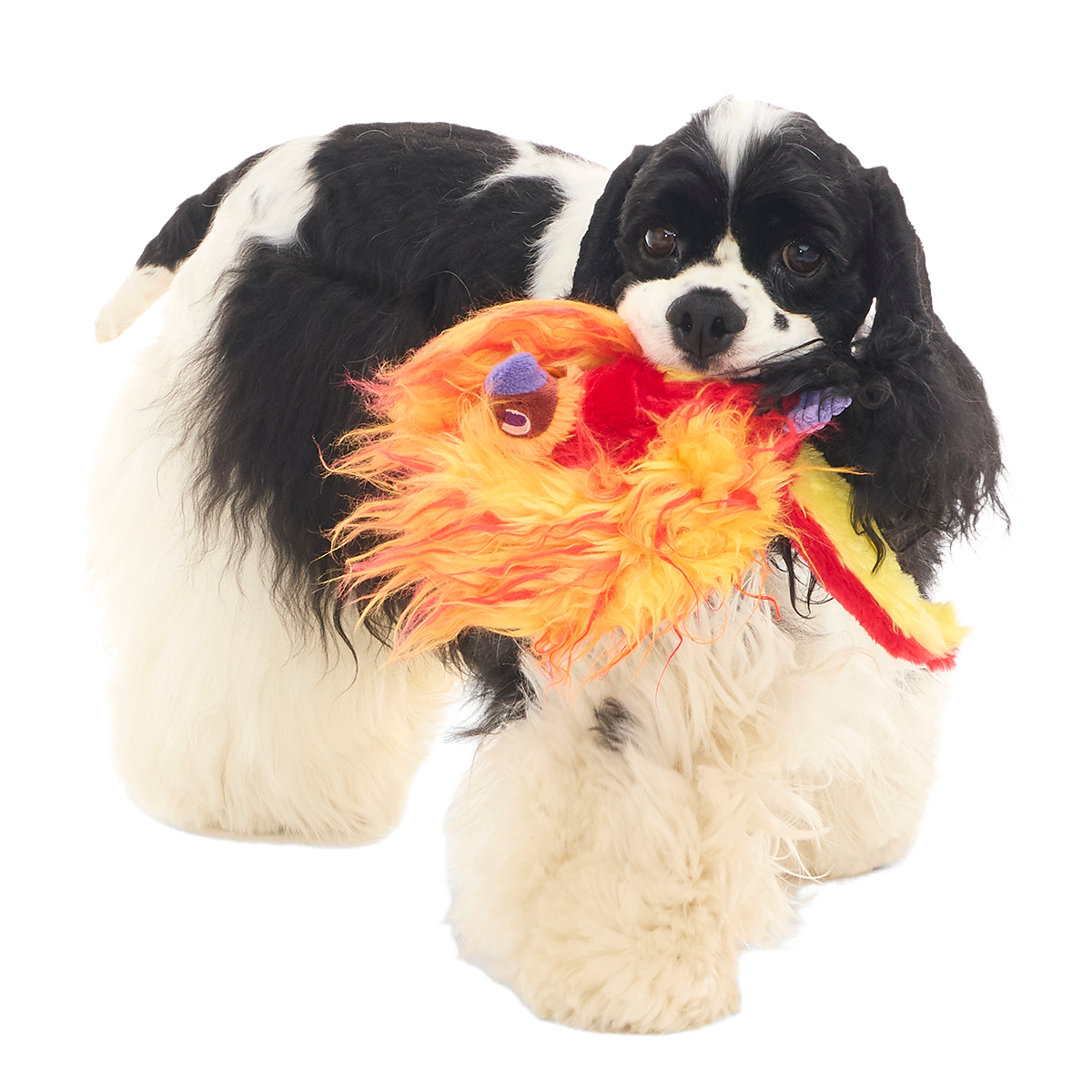 Fawkes™ Plush Tug Dog Toy