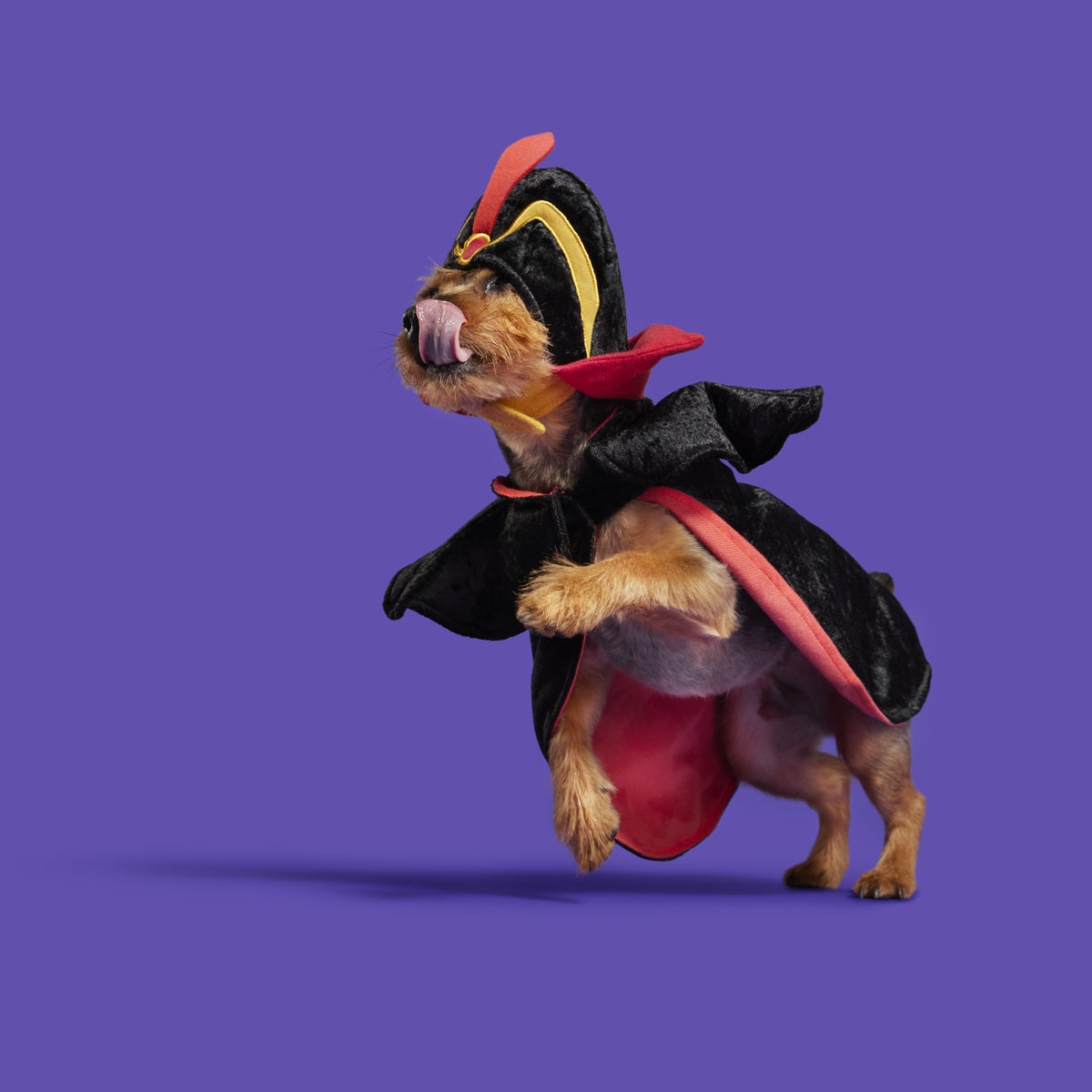 Jafar Dog Costume