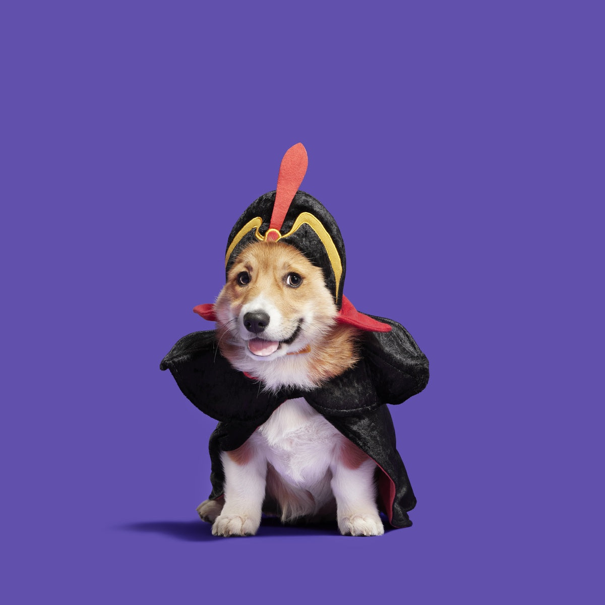Jafar Dog Costume