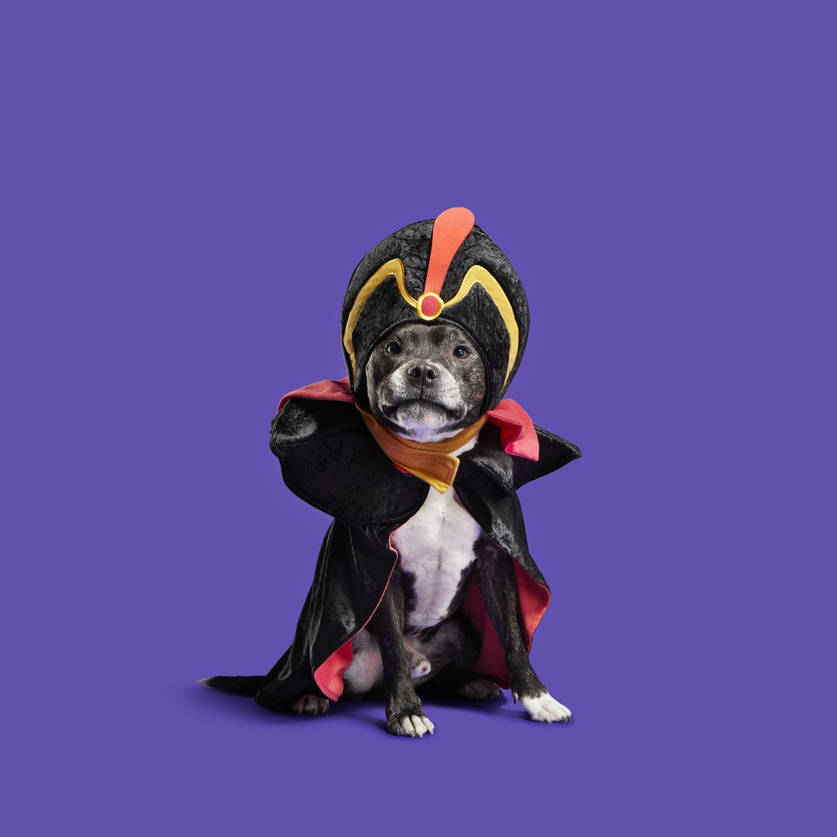 Jafar Dog Costume
