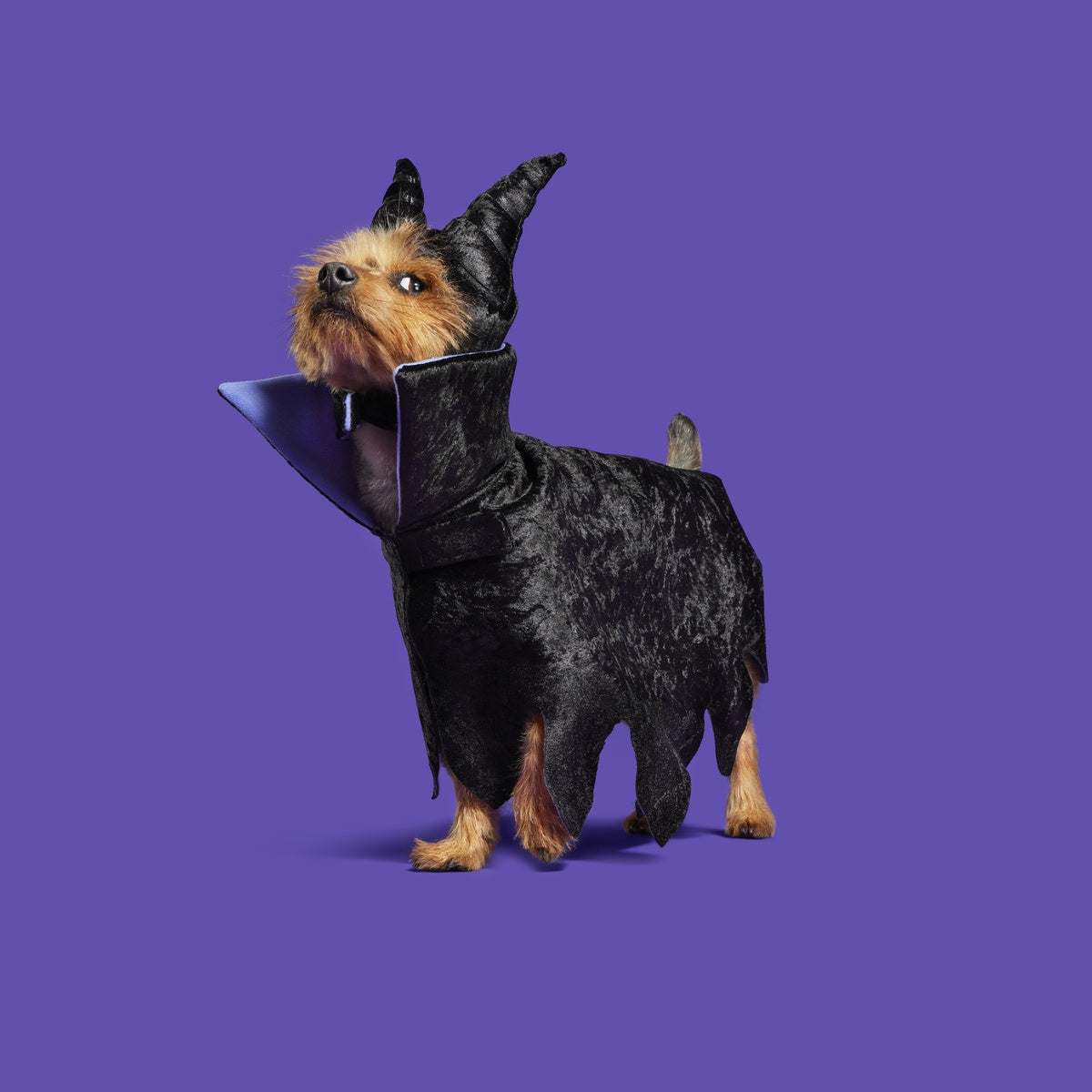 Maleficent Dog Costume