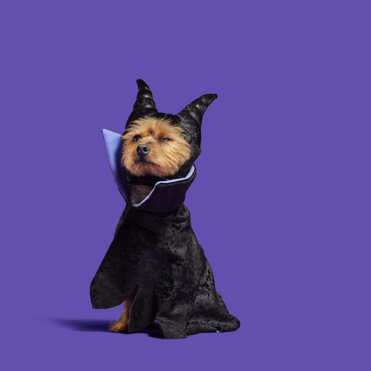 Maleficent Dog Costume