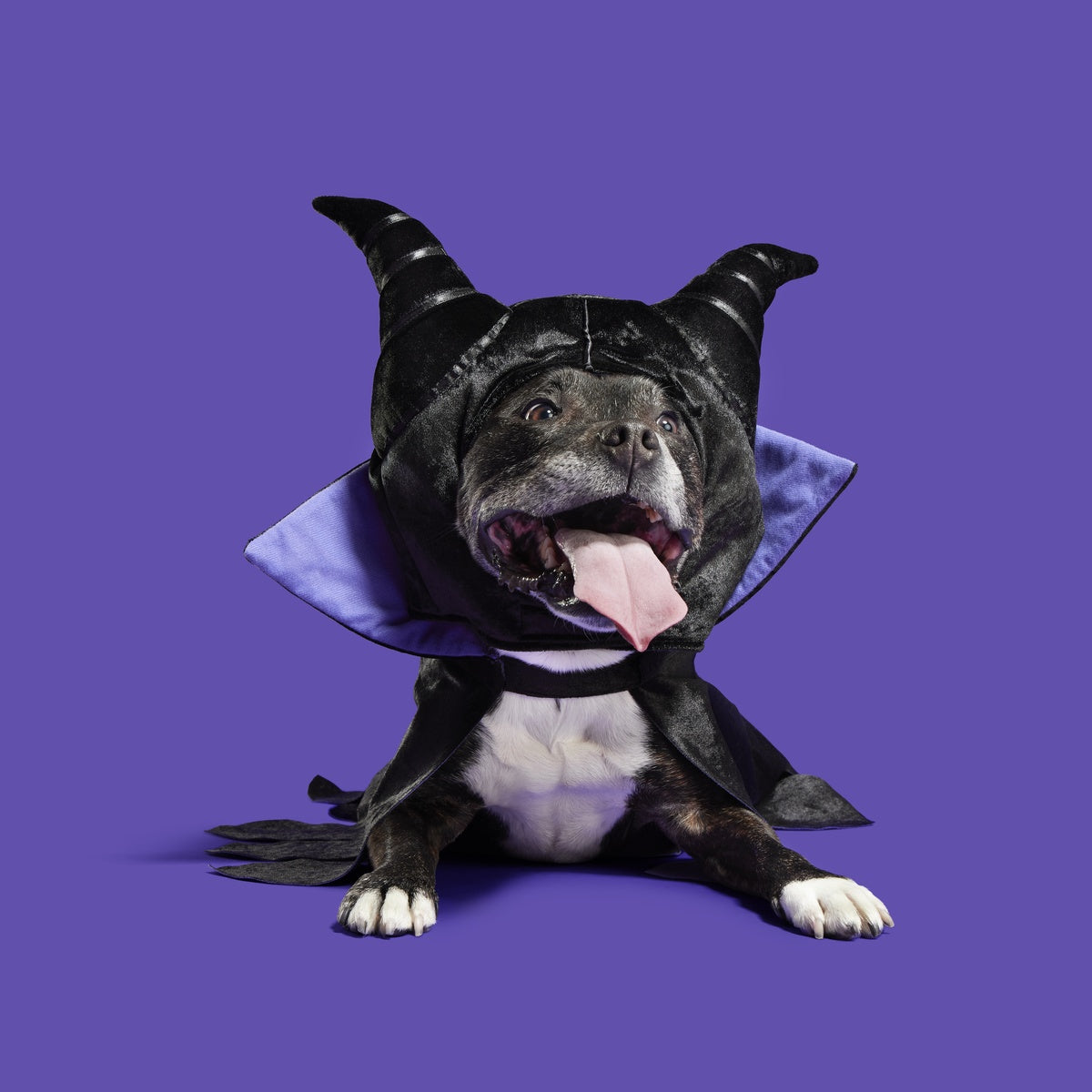 Maleficent Dog Costume