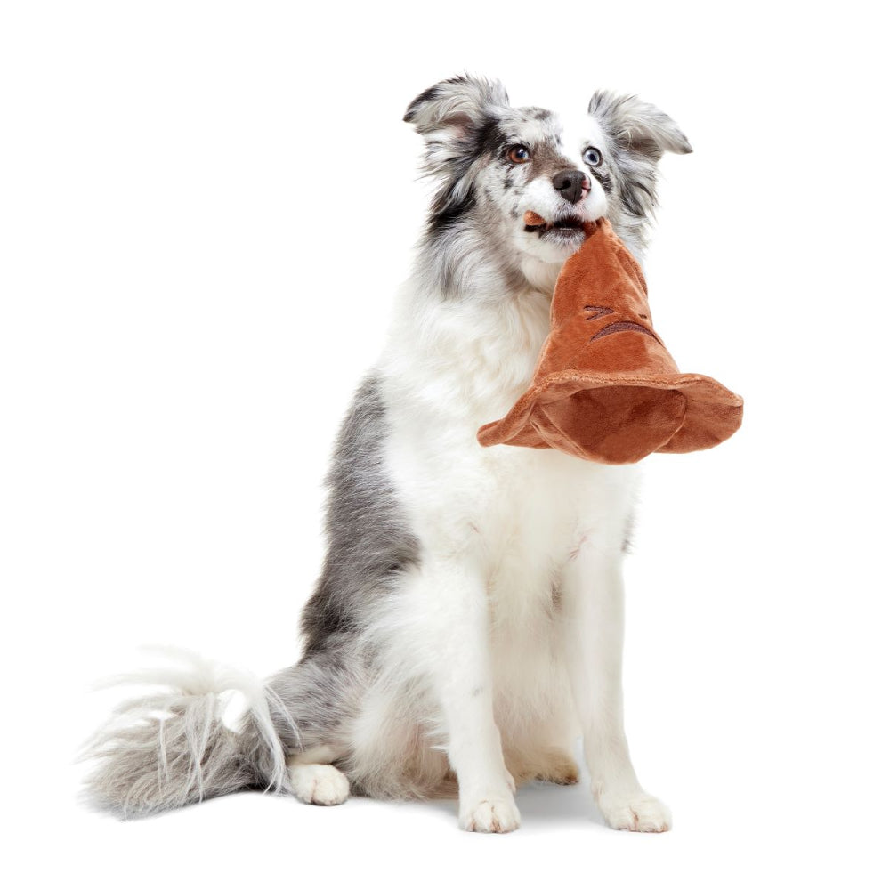 dog with sorting hat dog toy