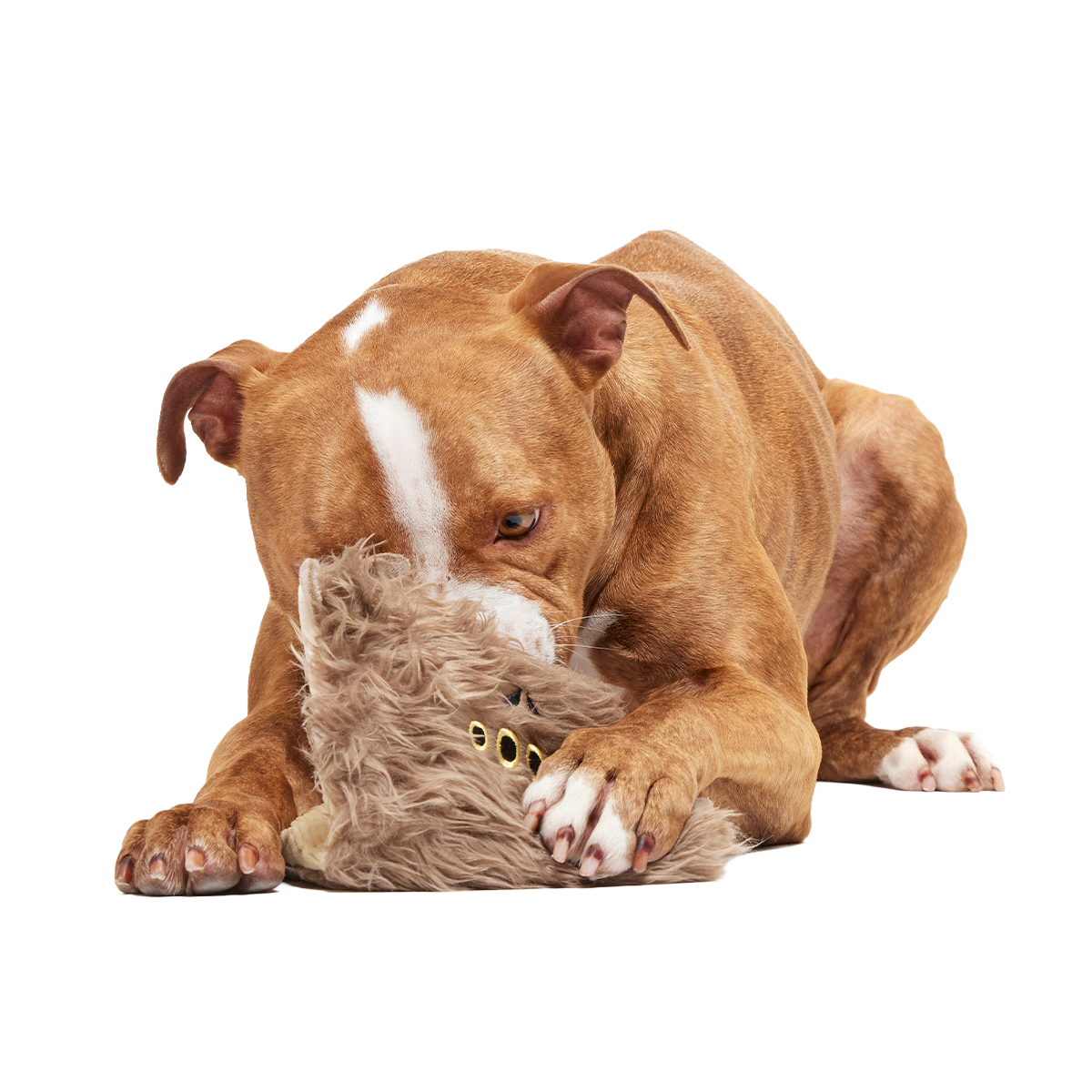 Monster Book of Monsters™ Plush Enrichment Dog Toy
