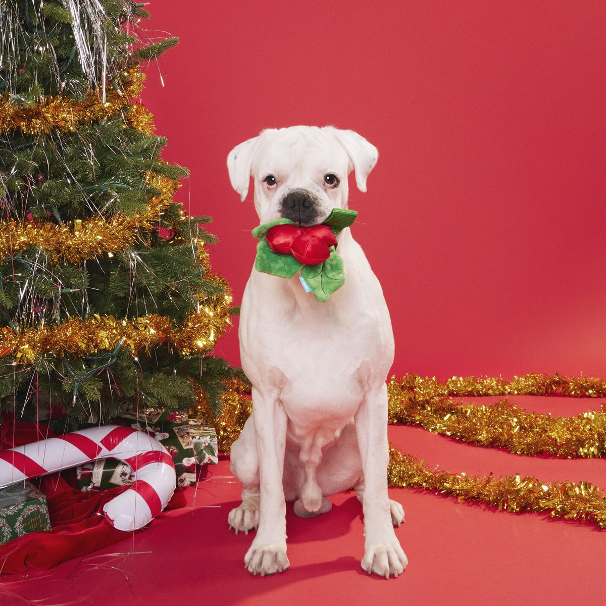 Mistletug Tug Dog Toy