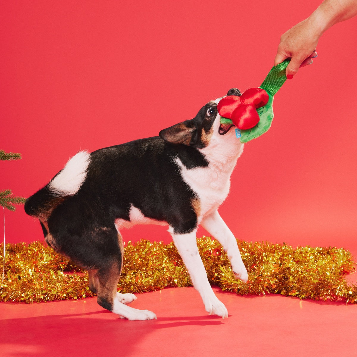Mistletug Tug Dog Toy