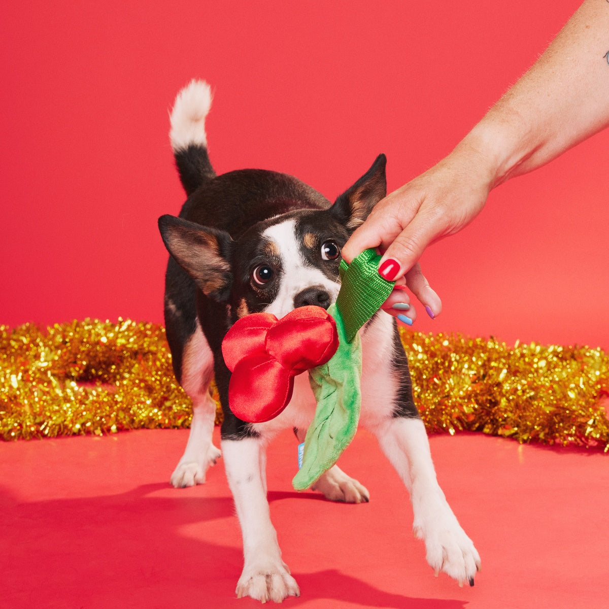 Mistletug Tug Dog Toy