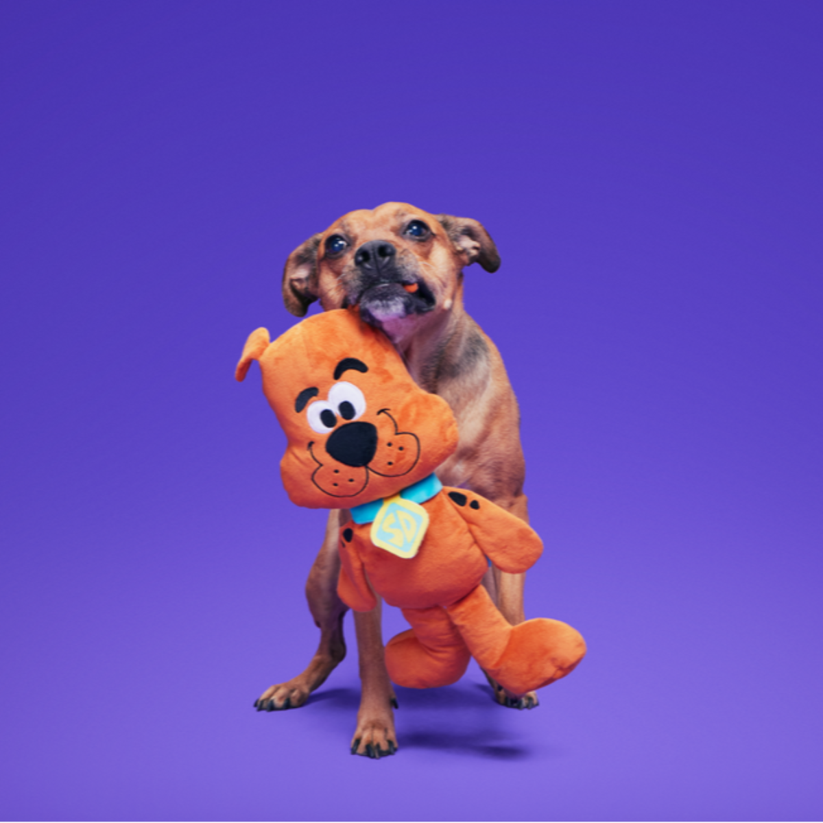 Dooby Boo Scooby-Dooby-Doo™ Plush Extra-Large + Tug Dog Toy – BARK