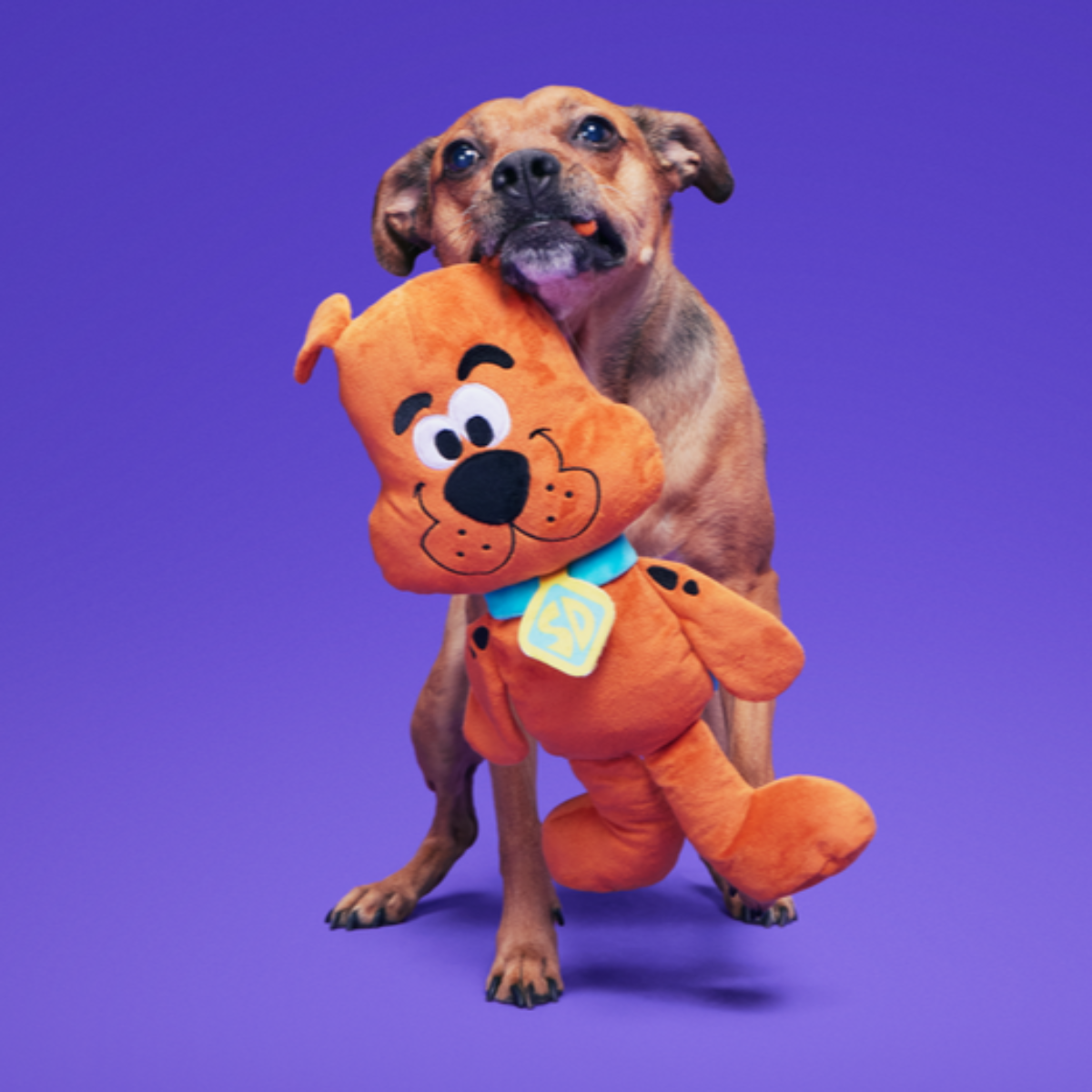 Scooby-Doo™ Bundle Plush Extra-Large Dog Toy