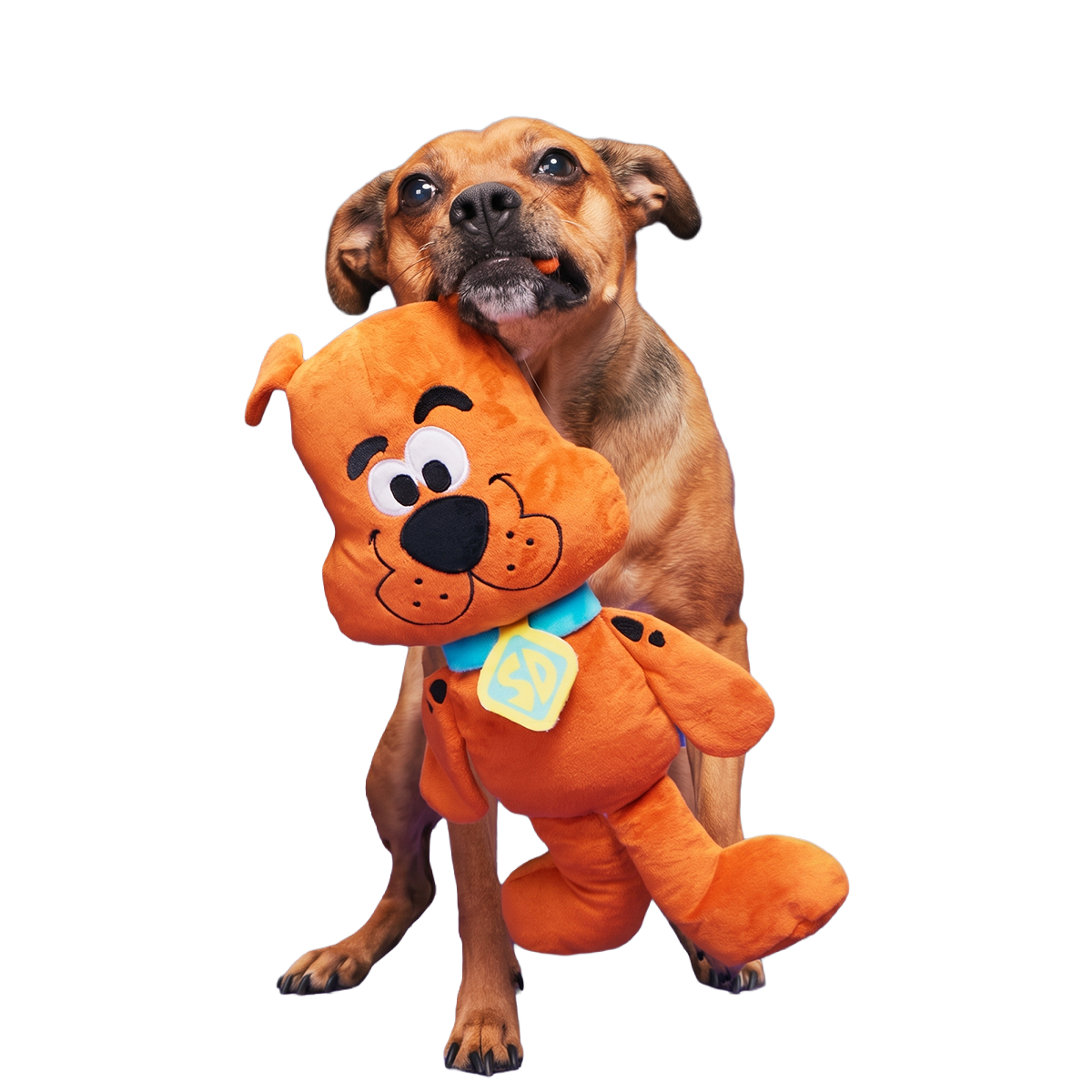 Scooby-Dooby-Doo™ Plush Extra-Large Tug Dog Toy