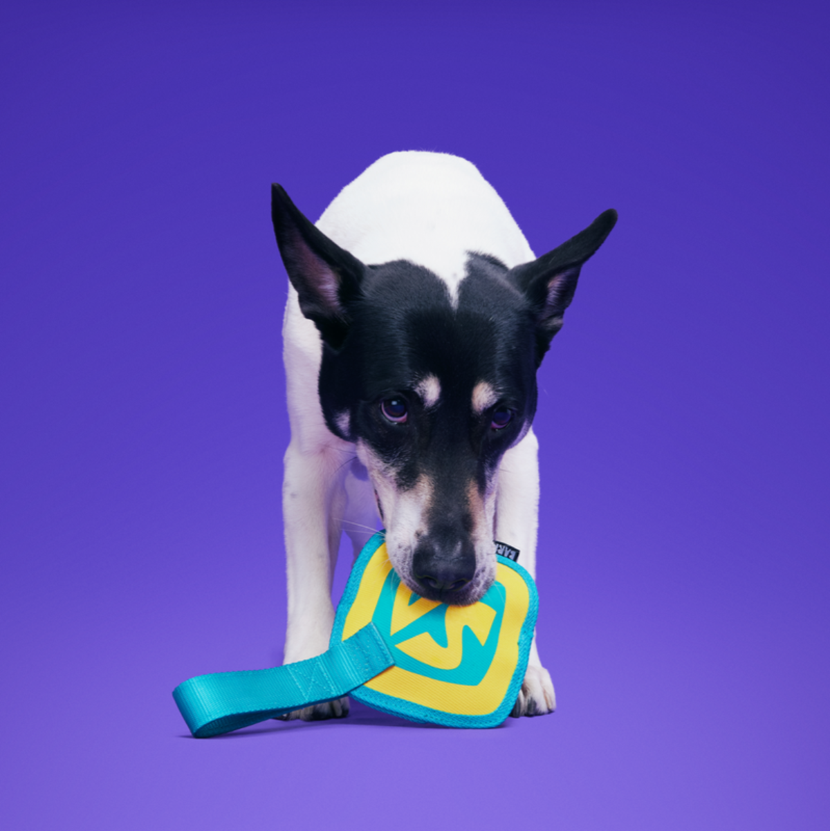 Spooky Scooby™ Name Tag Super Chewer Durable Tug Dog Toy