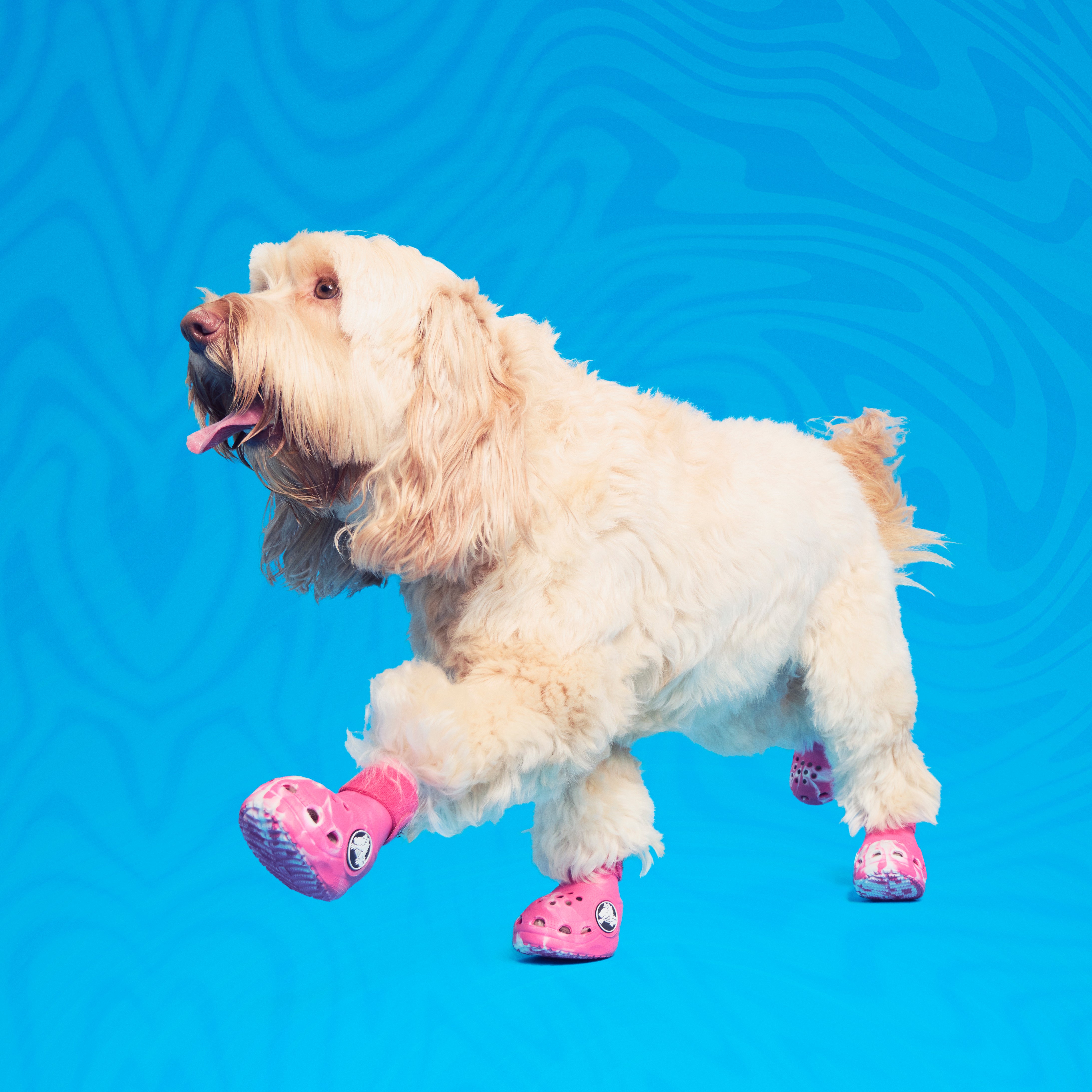 Crocs™ For Dogs#Color_Dragon Fruit