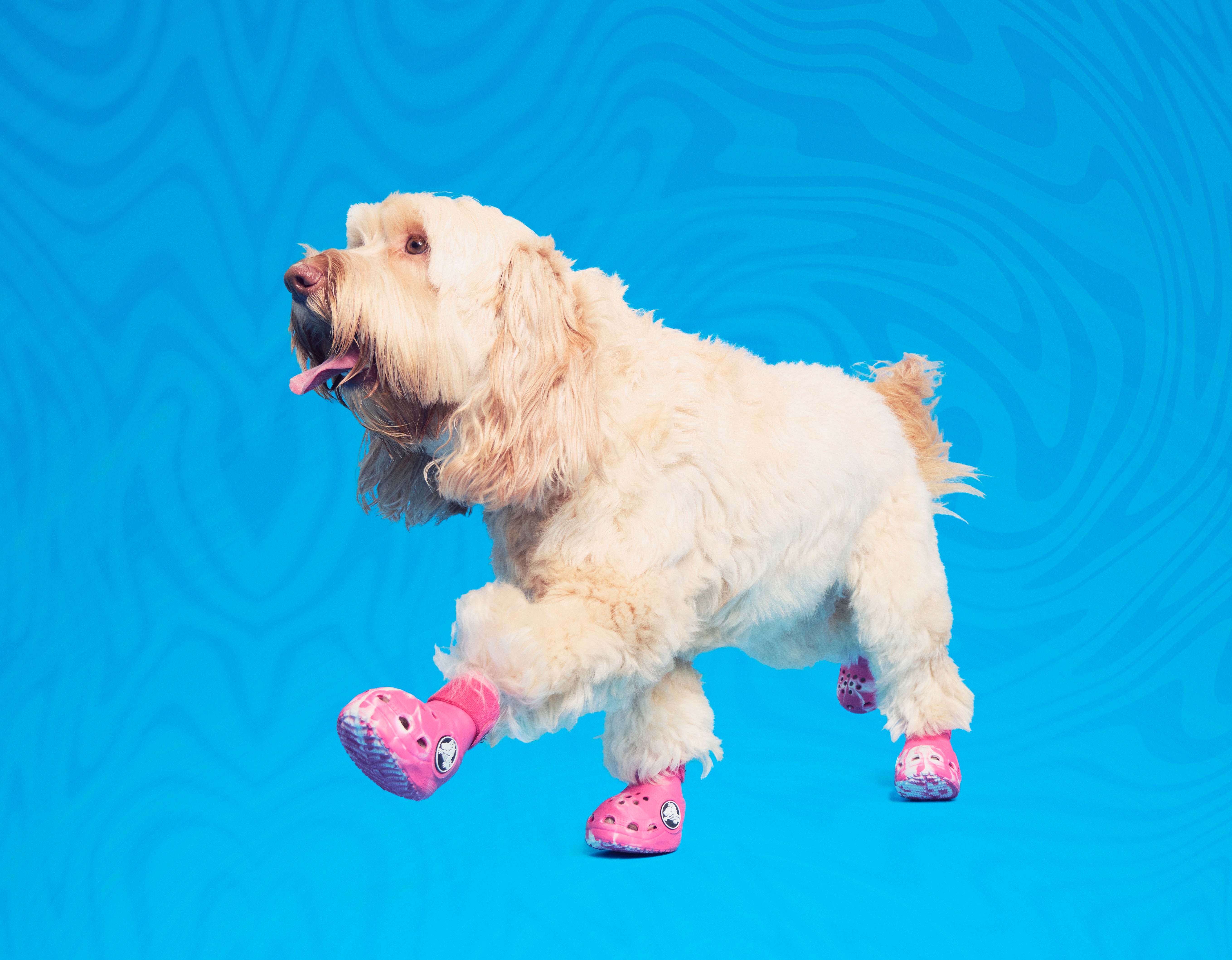 white dog wearing pink crocs for dogs