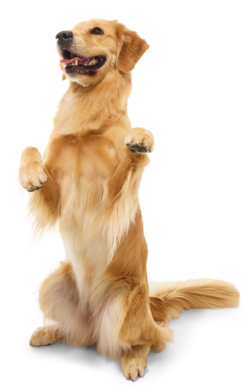 Unbox dog joy each month.