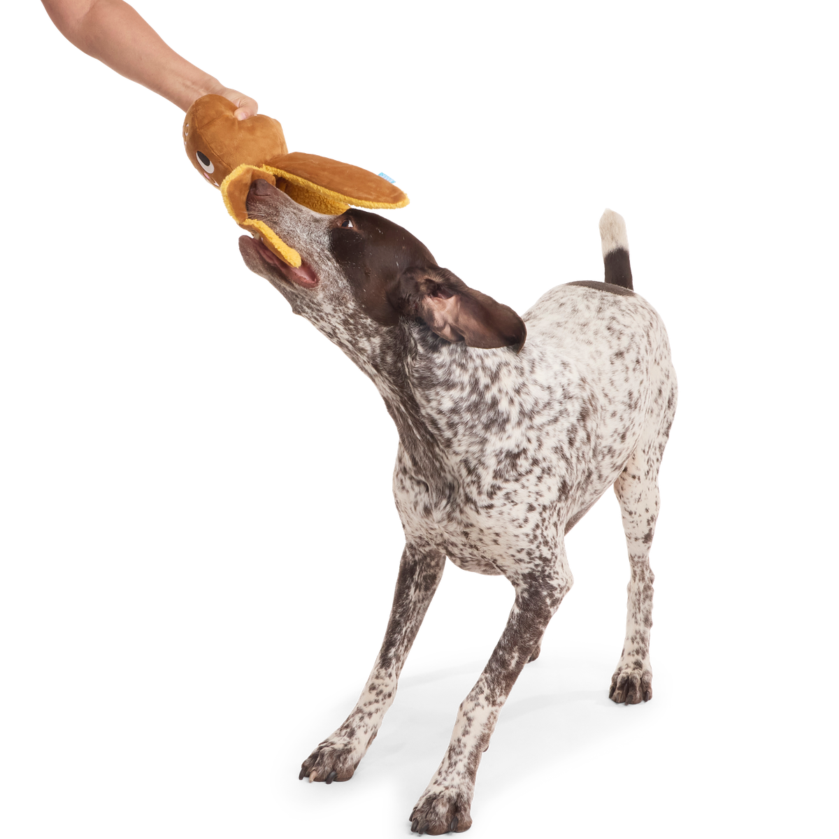 Happy Olliedays! Plush Extra-Large + Tug Dog Toy