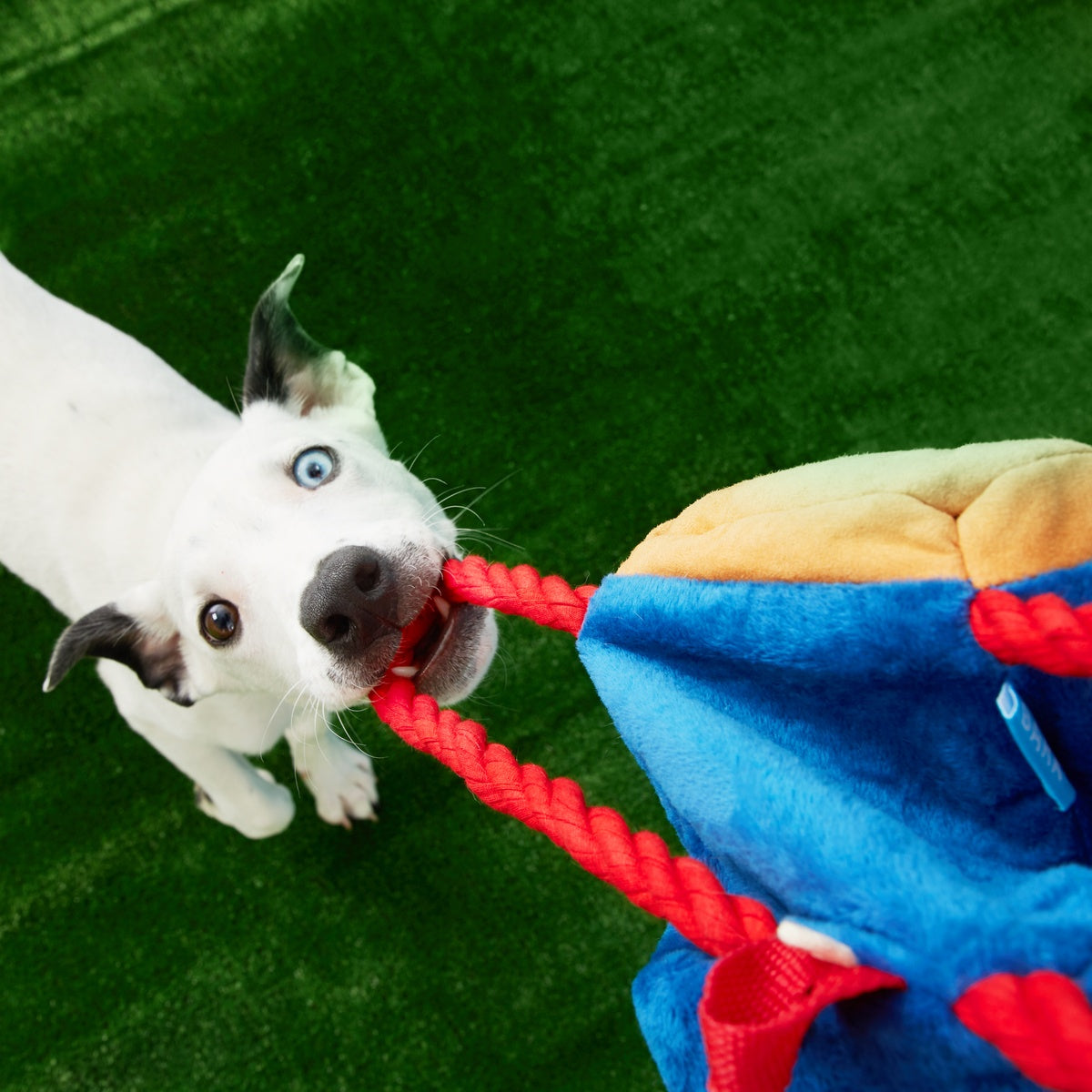 Janspup Plush Multi-Part + Tug + Fetch Dog Toy