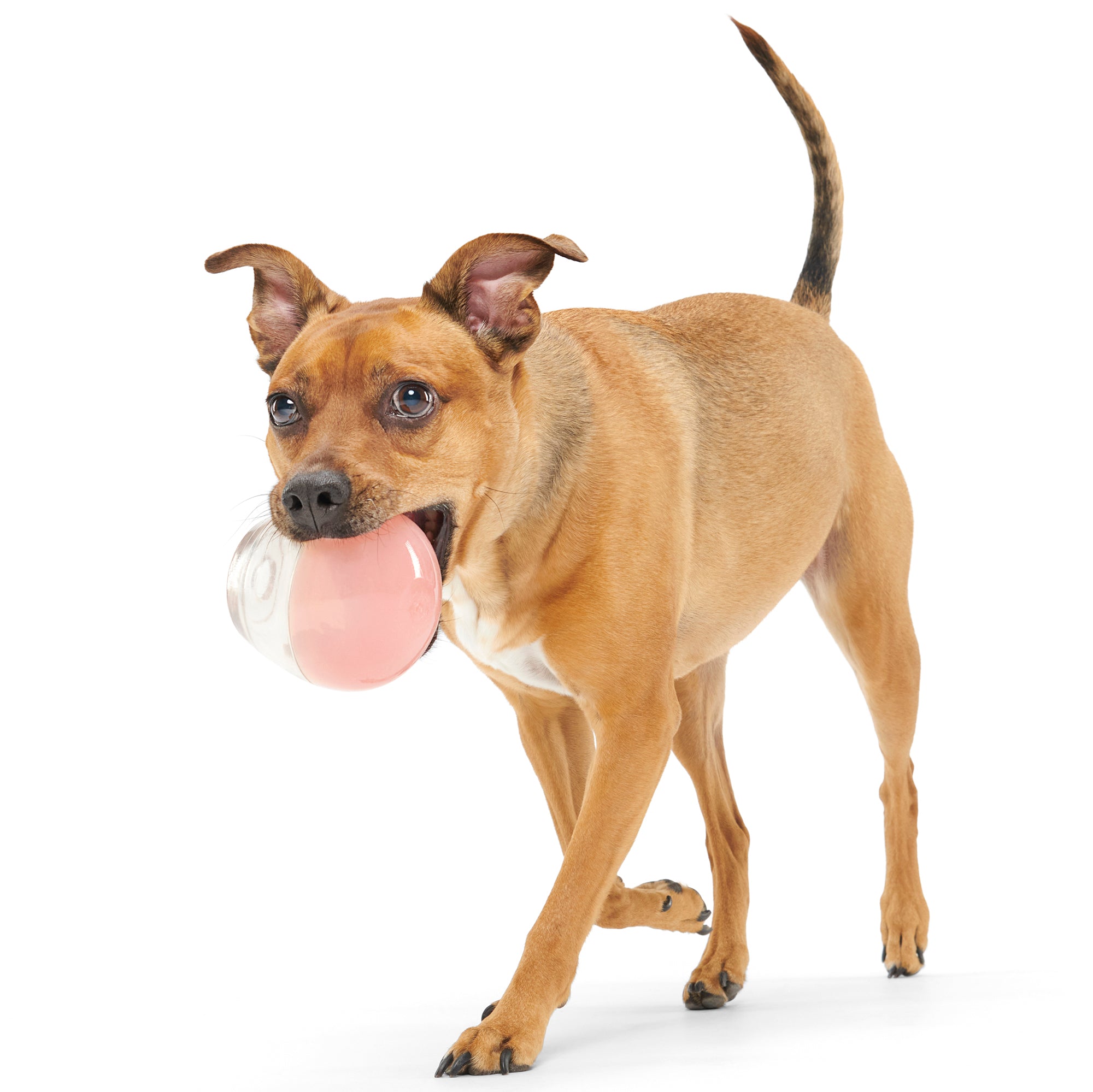 Tipsy Rose Super Chewer Durable Enrichment Dog Toy BARK Tipsy Rose Super Chewer Durable Enrichment Dog Toy BARK