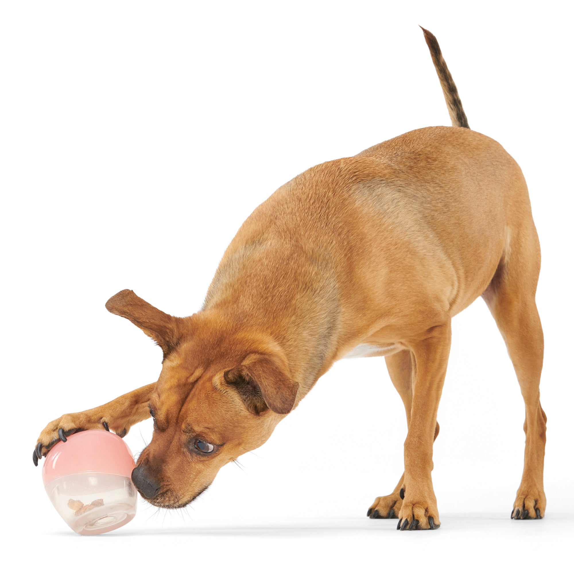 Tipsy Rose Super Chewer Durable Enrichment Dog Toy Tipsy Rose Super Chewer Durable Enrichment Dog Toy