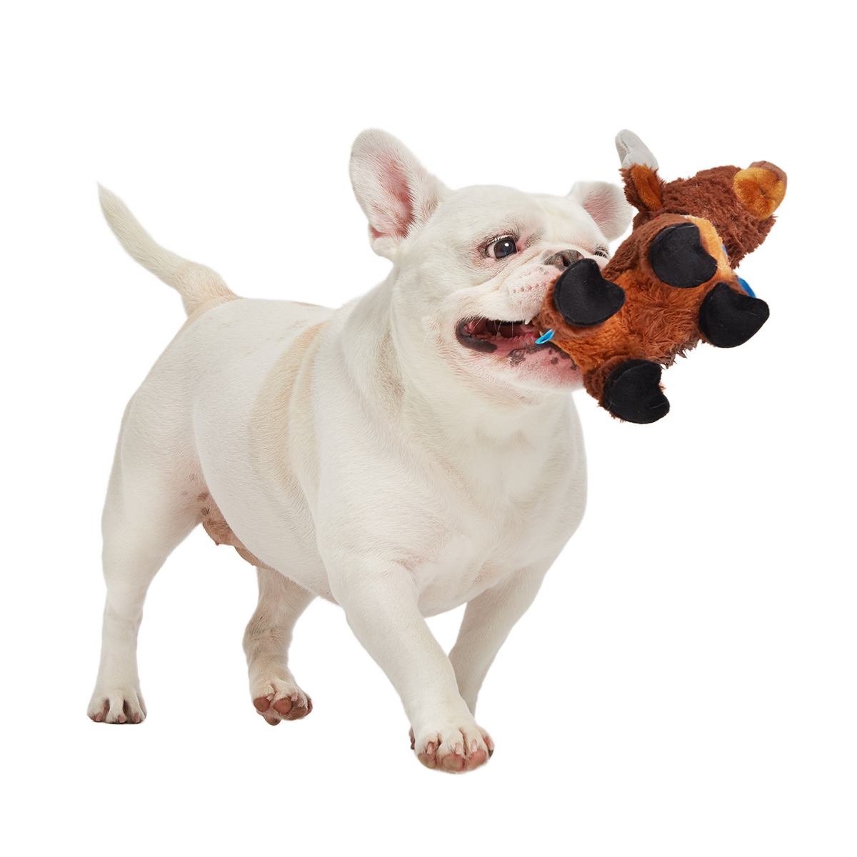 Prancin’ Perry Plush Tug Dog Toy