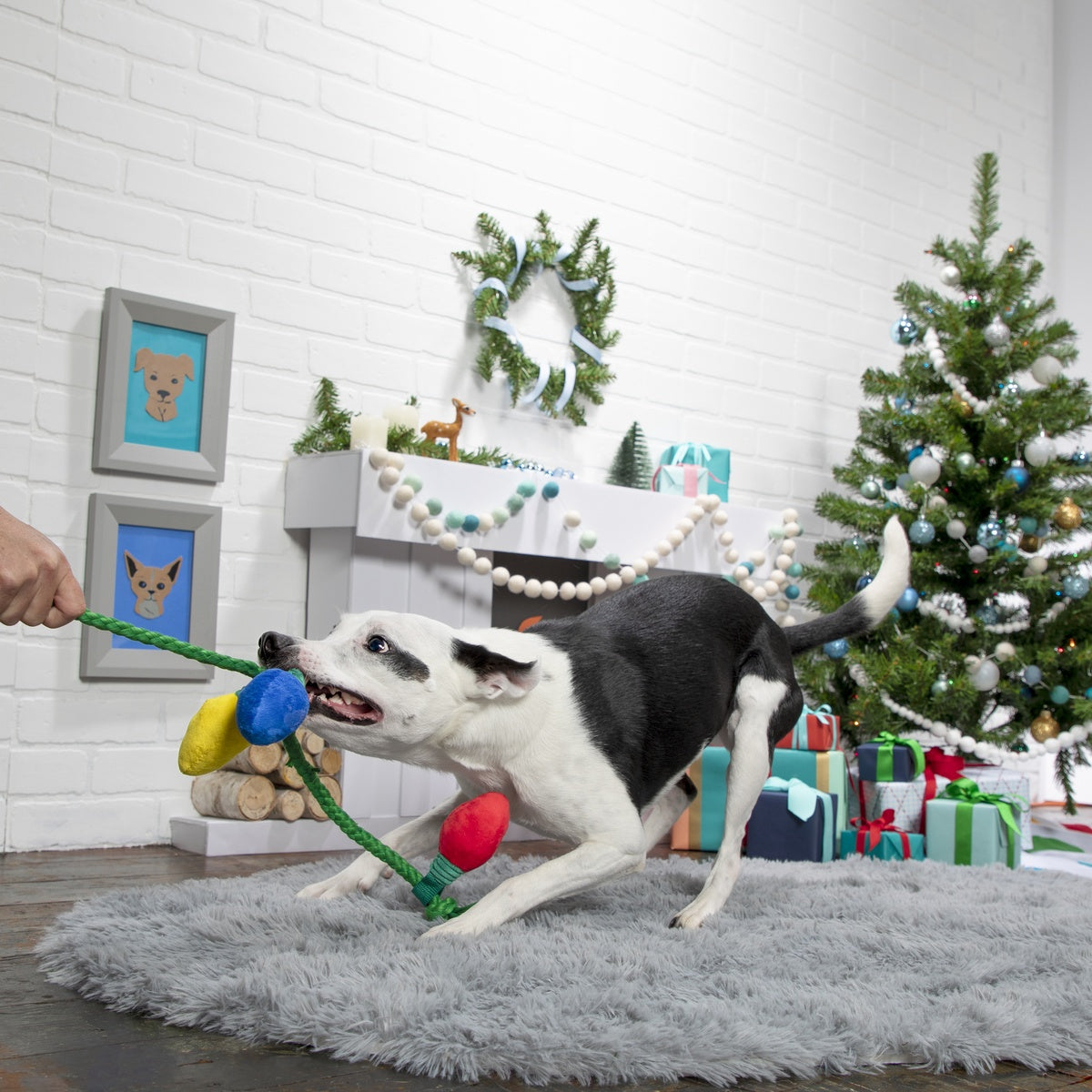 Watt A DeLight Tug and Rope Plush Dog Toy