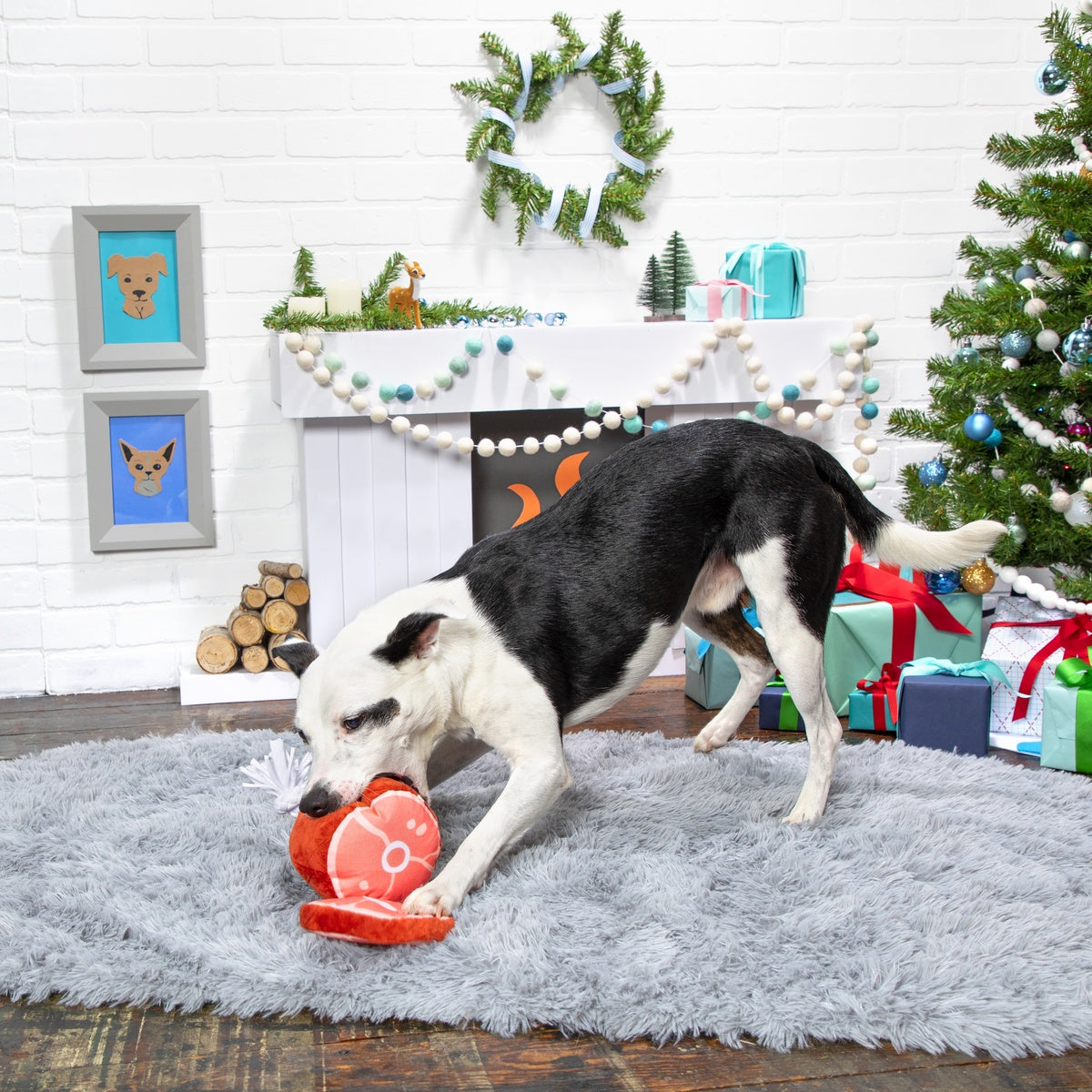 Wham Bam Ham Plush Tug Dog Toy