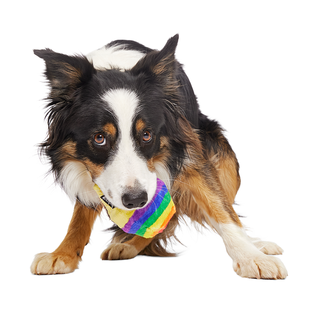 Rainbow-wow Sherbert Super Chewer Durable 2-in-1 Dog Toy
