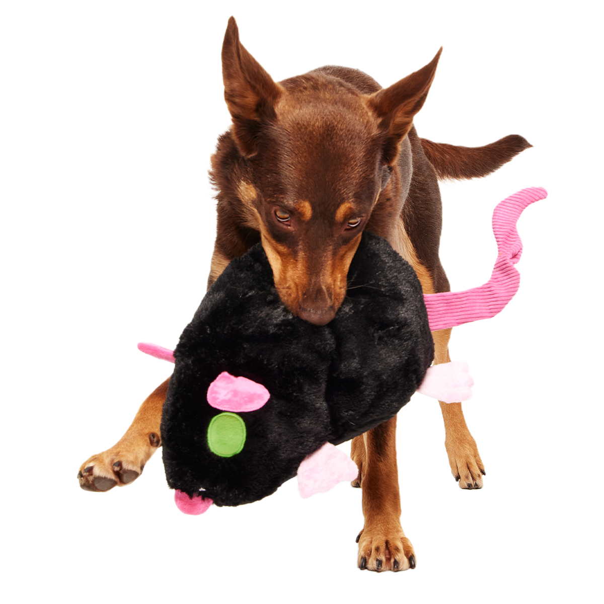 Rat-A-Chewy Plush Extra-Large 2-in-1 + Tug Dog Toy