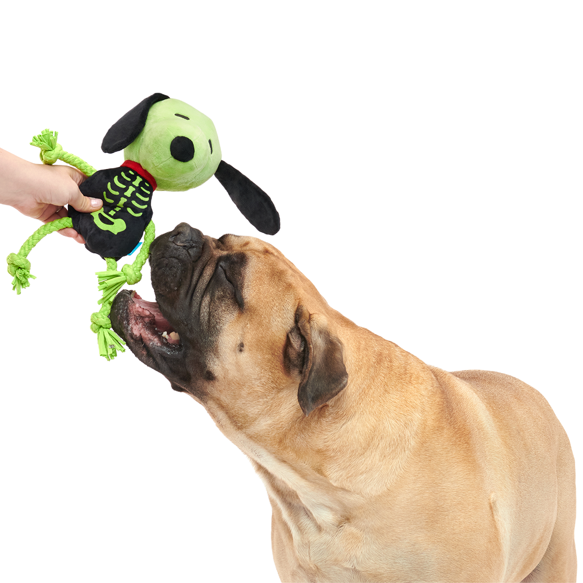 Rattling Bones Beagle Plush Extra-Large + Tug Dog Toy