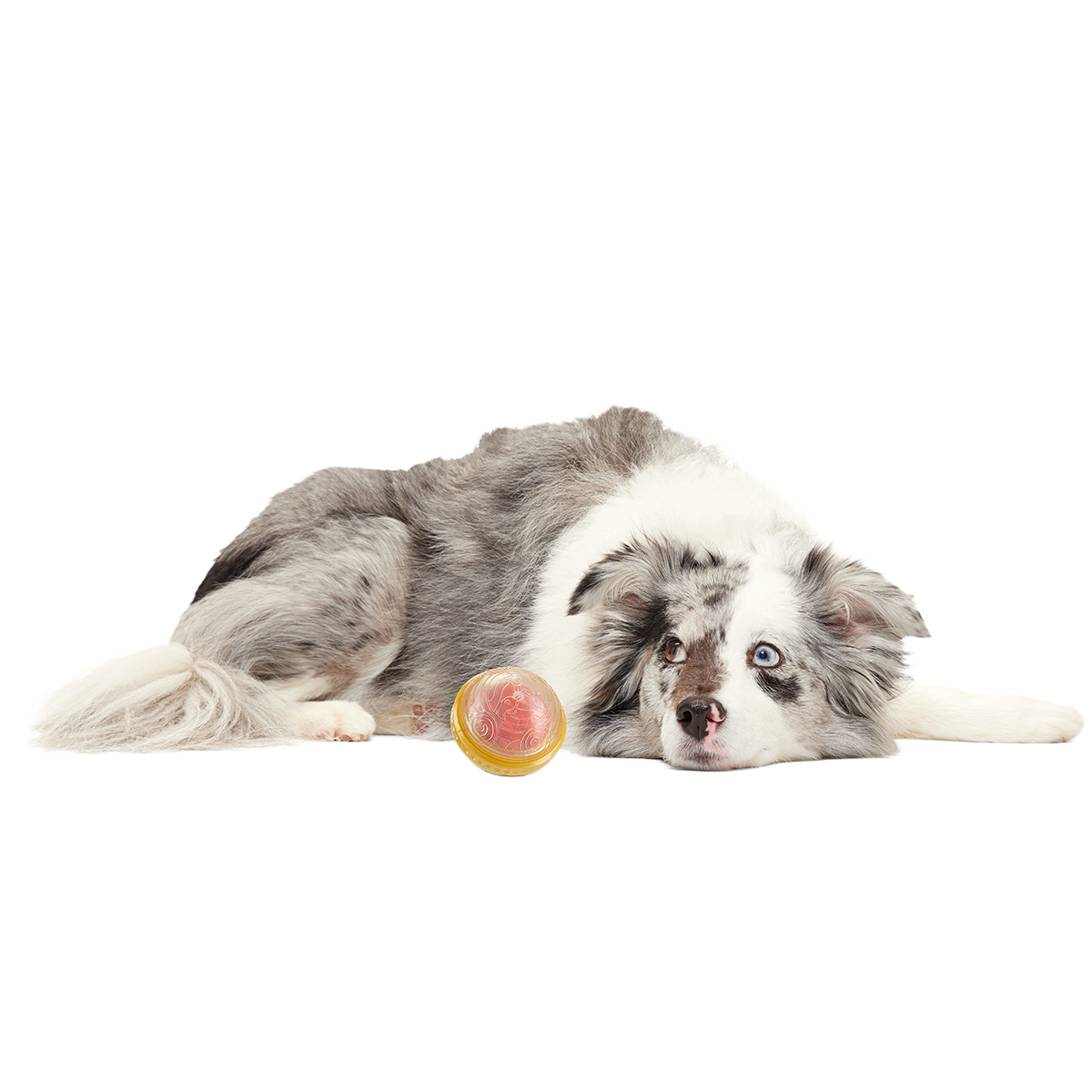 Remembrall™ Super Chewer Durable Fetch Dog Toy