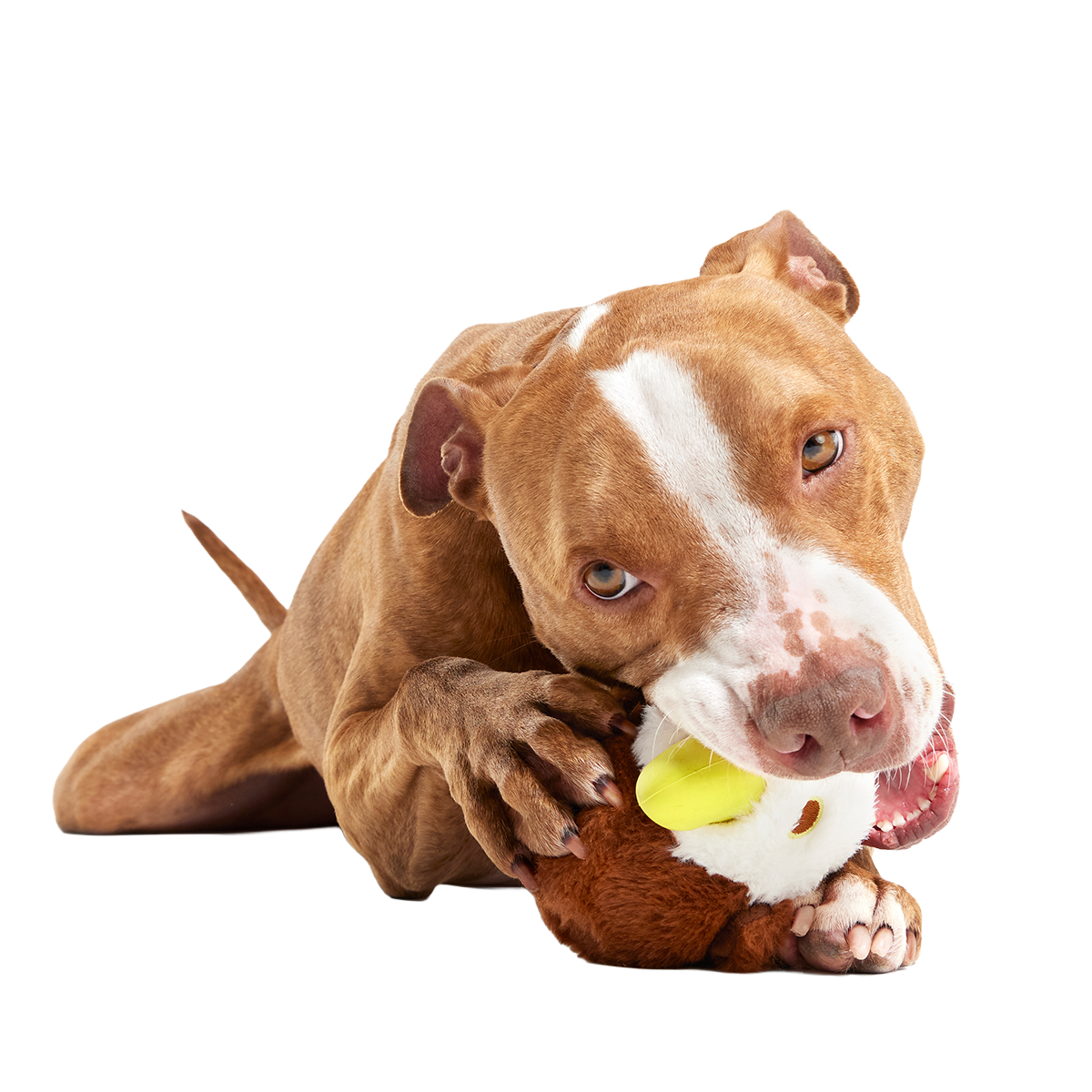 Rock Creek Eagle Super Chewer Durable 2-in-1 + Enrichment Dog Toy