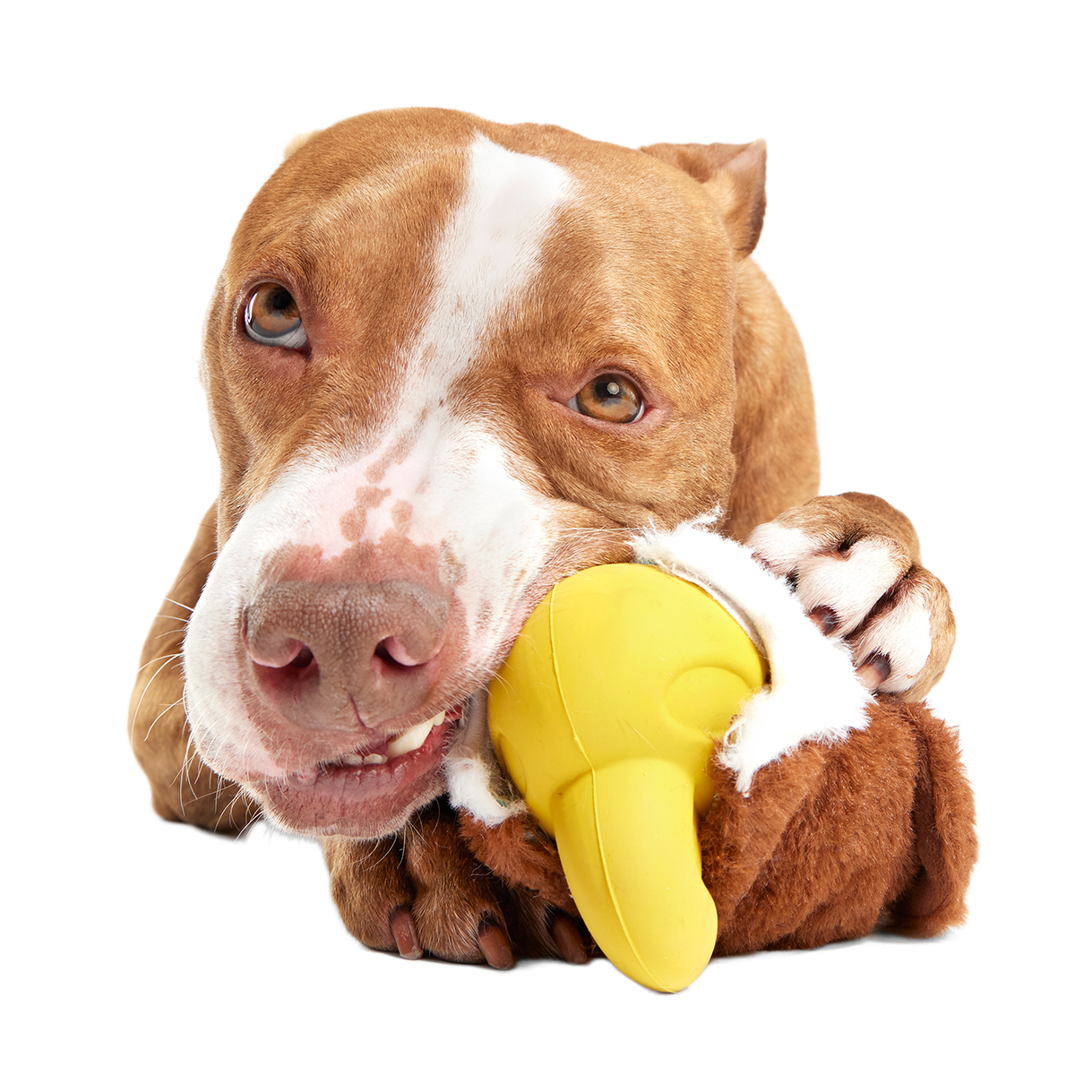 Rock Creek Eagle Super Chewer Durable 2-in-1 + Enrichment Dog Toy
