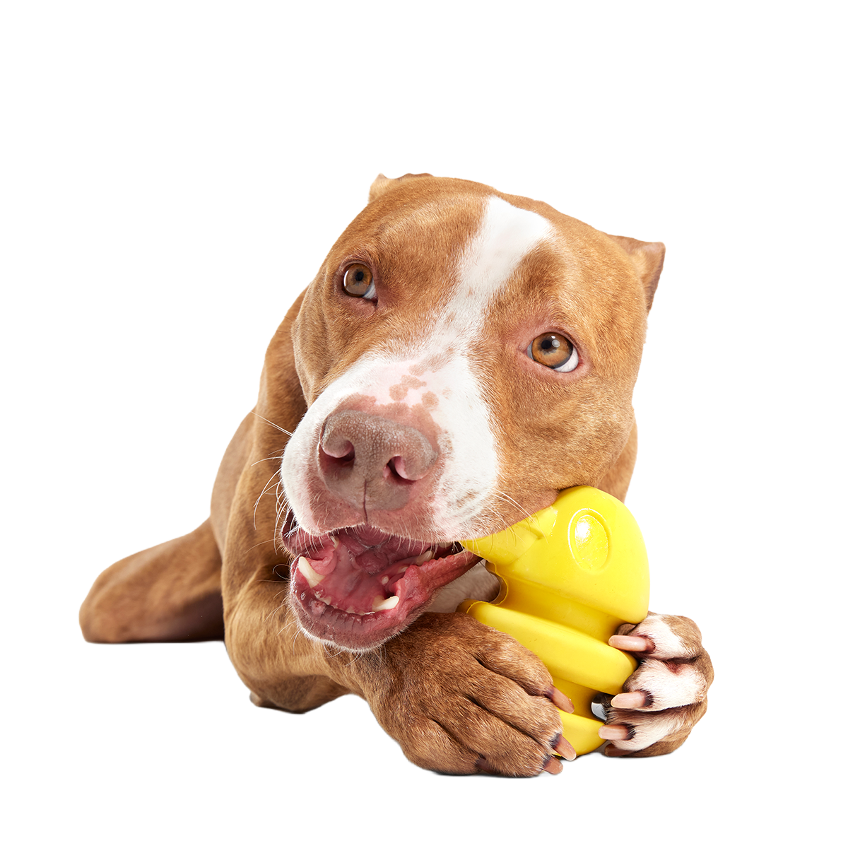 Rock Creek Eagle Super Chewer Durable 2-in-1 + Enrichment Dog Toy