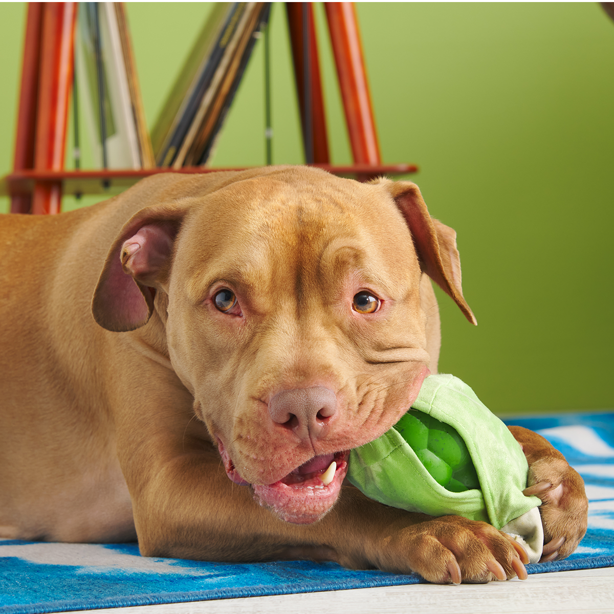 Roll Over Joint Super Chewer Durable 2-in-1 Dog Toy