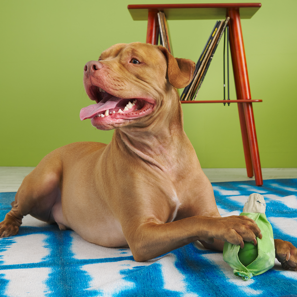 Roll Over Joint Super Chewer Durable 2-in-1 Dog Toy
