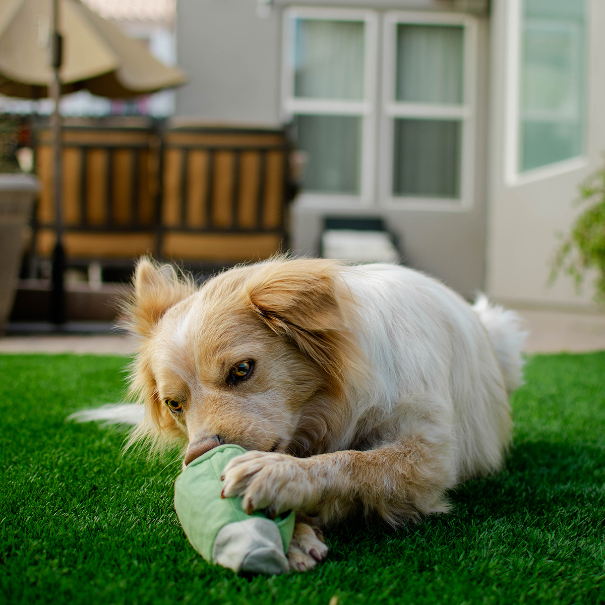 Roll Over Joint Super Chewer Durable 2-in-1 Dog Toy