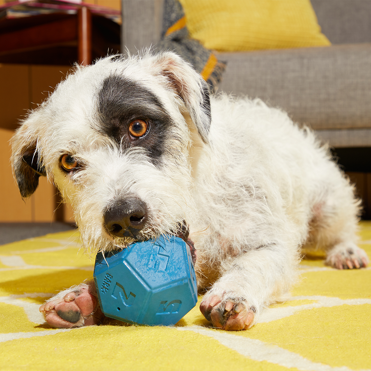 Roll + Play Dice Super Chewer Durable Fetch + Enrichment Dog Toy