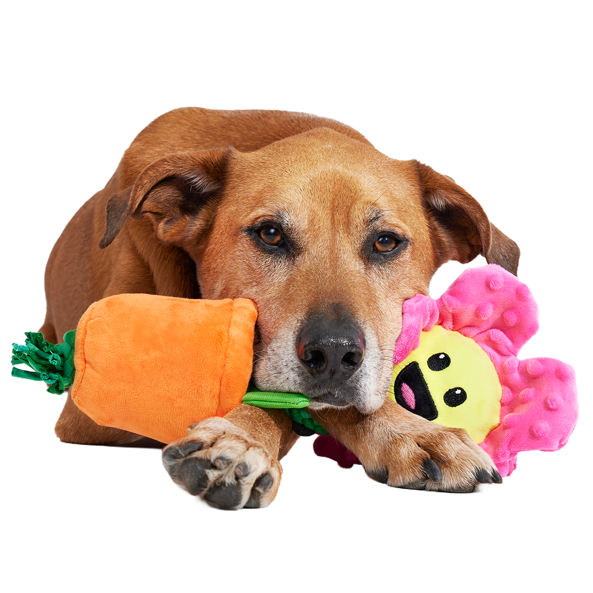 Rose the Daisy Plush Tug Dog Toy  BARK