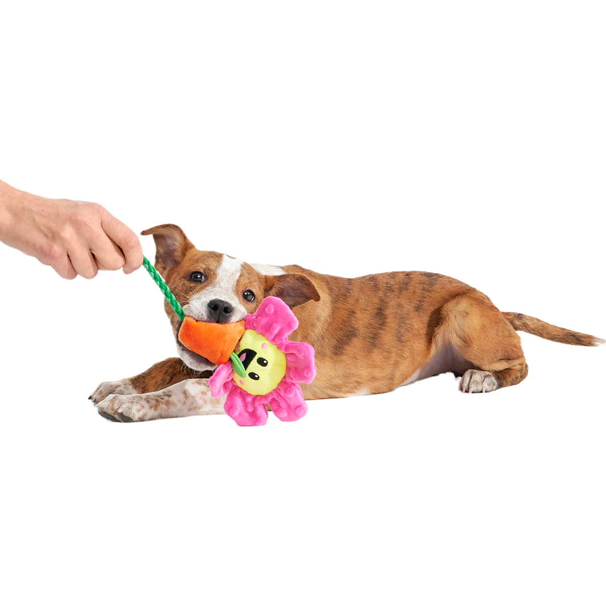 dog rose toy Rose the Daisy Plush Tug Dog Toy