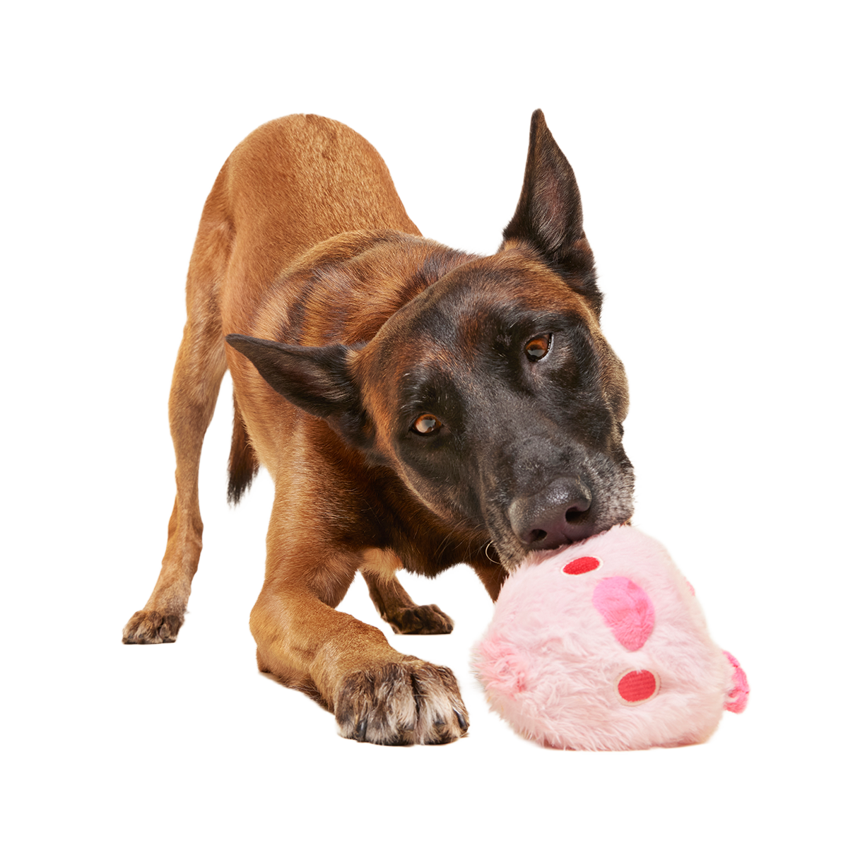 Rosy Tough Chick Super Chewer Durable 2-in-1 Dog Toy