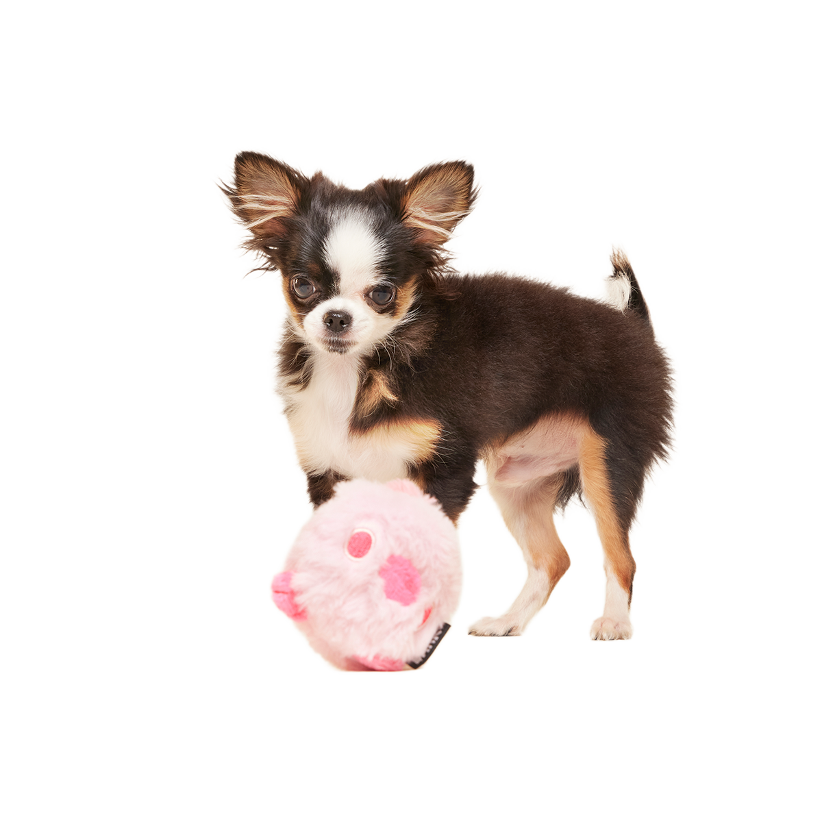 Rosy Tough Chick Super Chewer Durable 2-in-1 Dog Toy