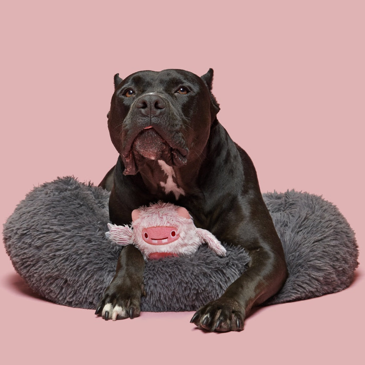 Snuglor Durable Super Chewer 2-in-1 Rip and Reveal + Enrichment Dog Toy