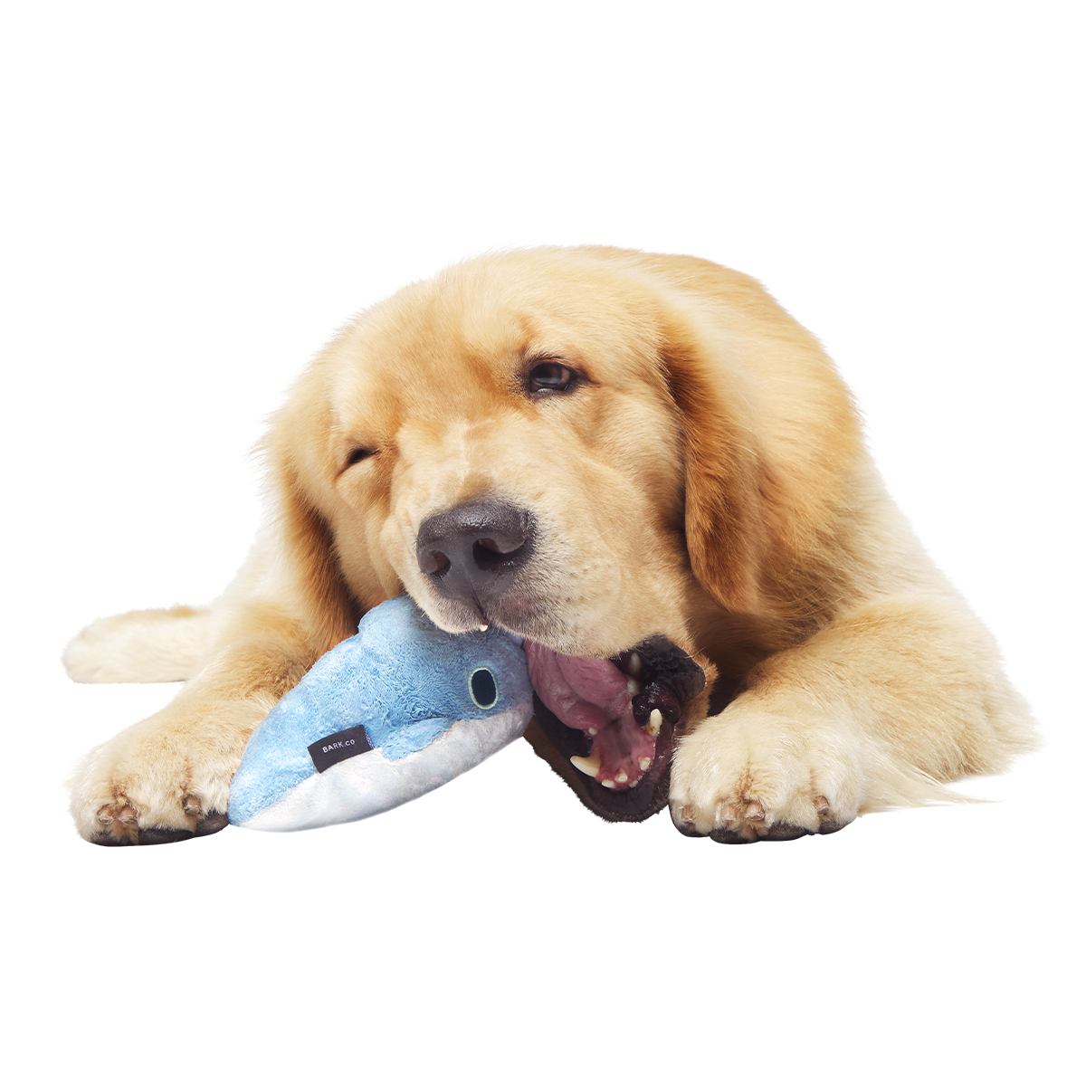 Gnaw Whal Super Chewer Durable 2-in-1 + Enrichment Dog Toy
