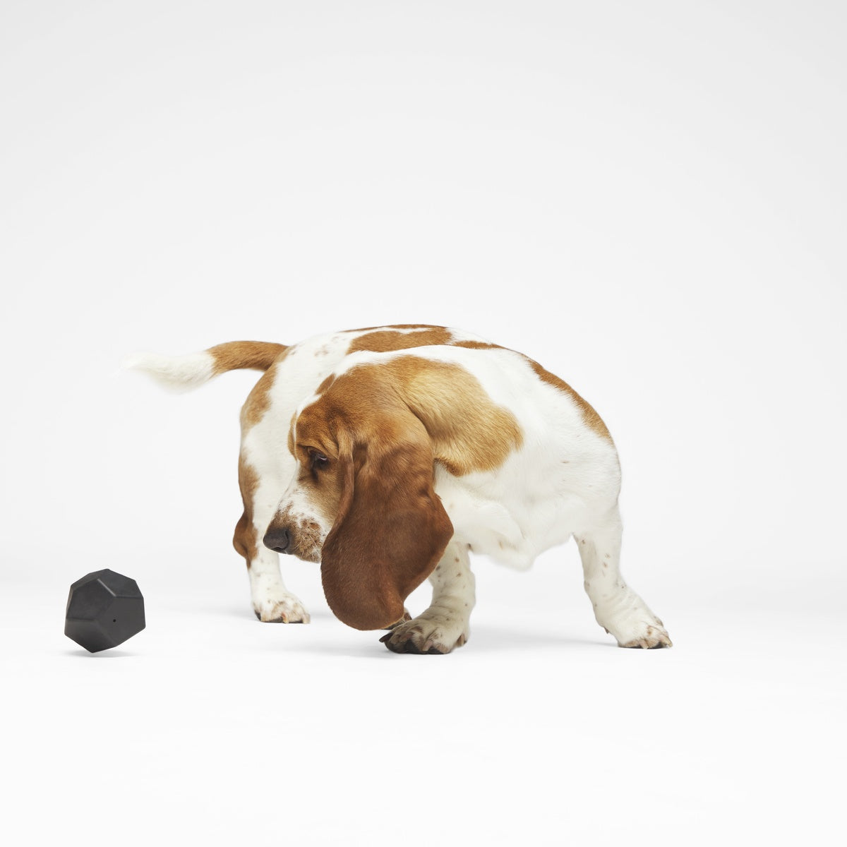 Cool Cool Coal Super Chewer Durable Gnaw Dog Toy – BARK