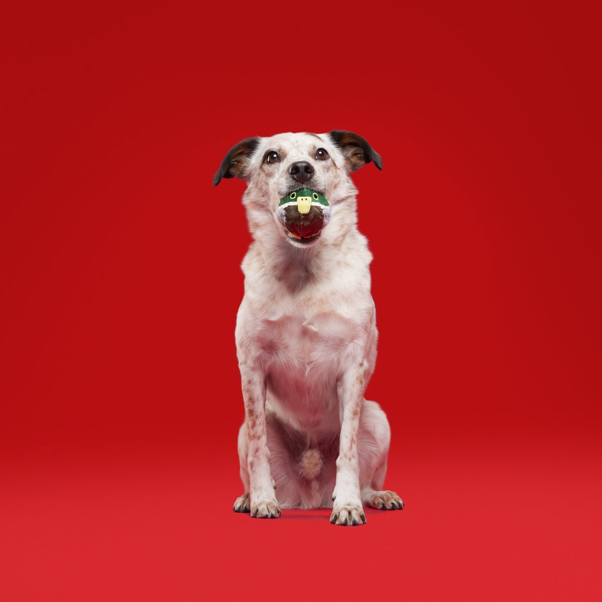 Tough Stuffed Turducken Durable Super Chewer 2-in-1 Rip and Reveal