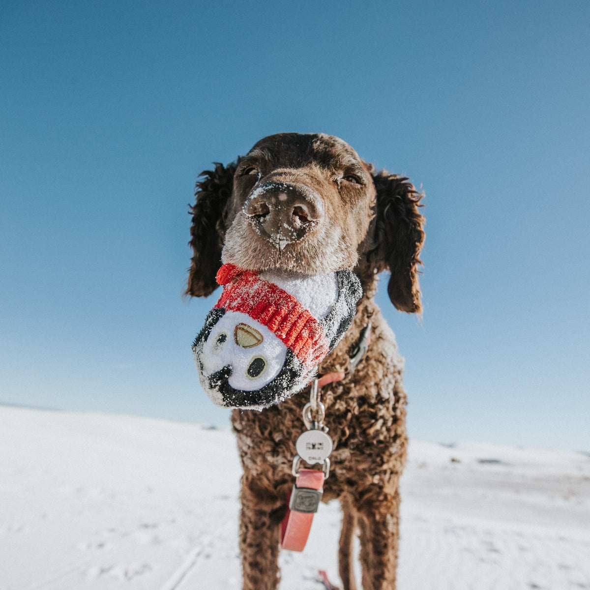 SC-ATB_213522_FRIENDGUIN-L_NEMOCCR_10_cropped#Size_L