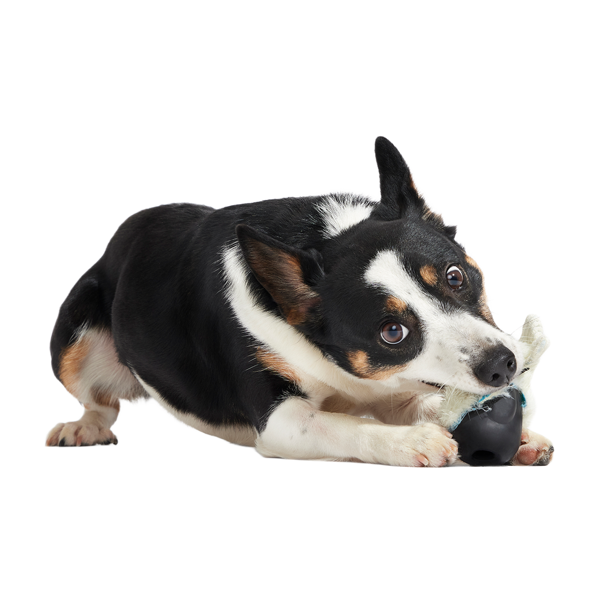 Seal Meal Super Chewer Durable 2-in-1 + Enrichment Dog Toy