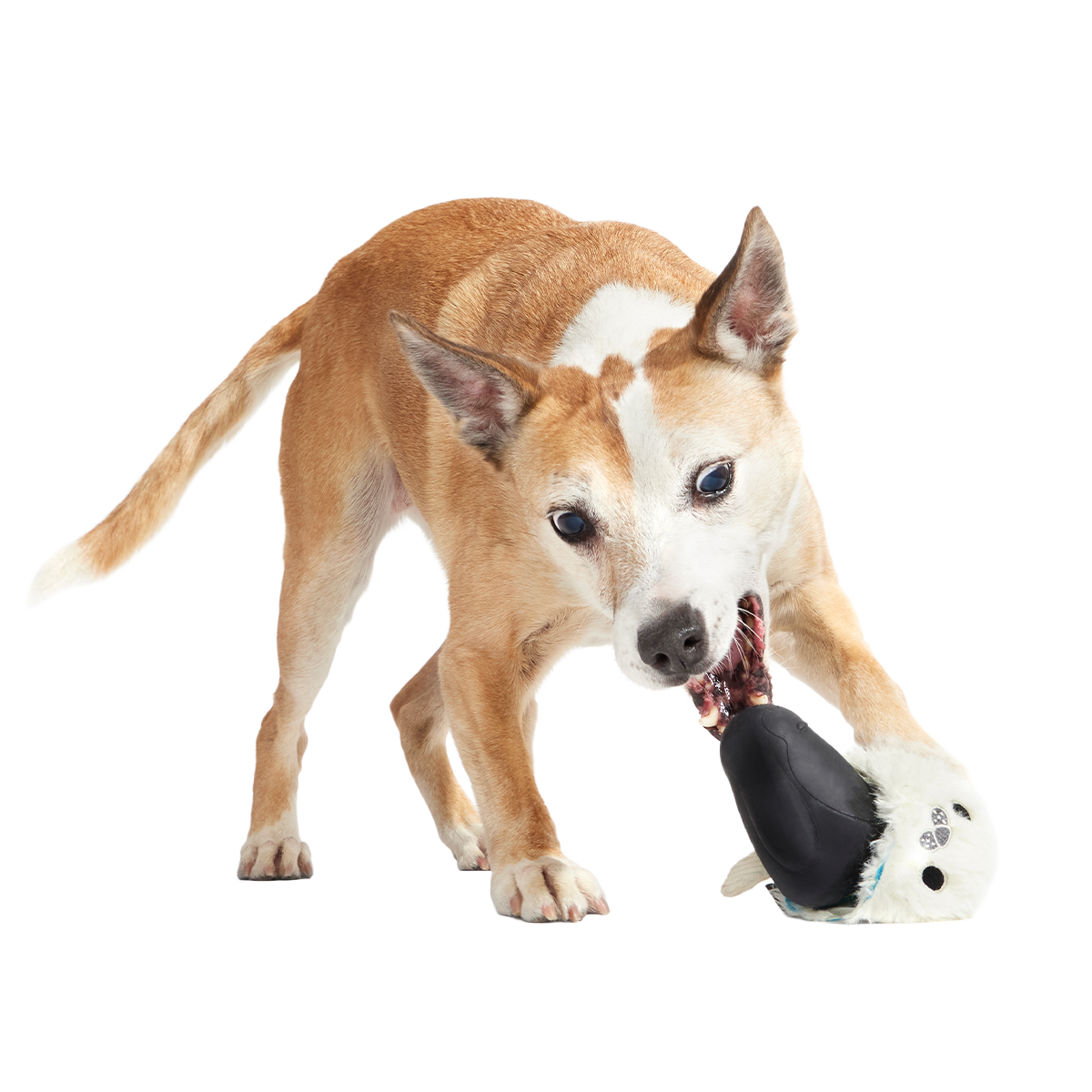 Seal Meal Super Chewer Durable 2-in-1 + Enrichment Dog Toy